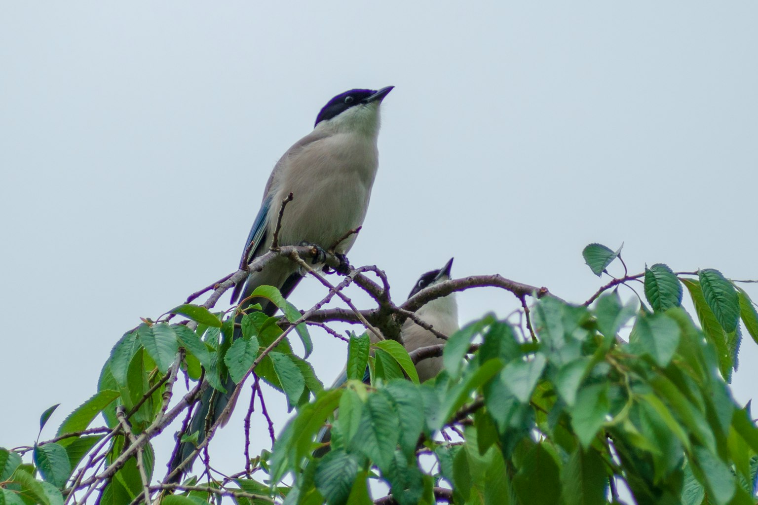 Un oiseau perché sur une branche avec une tête bleue et un corps gris entouré de feuilles vertes