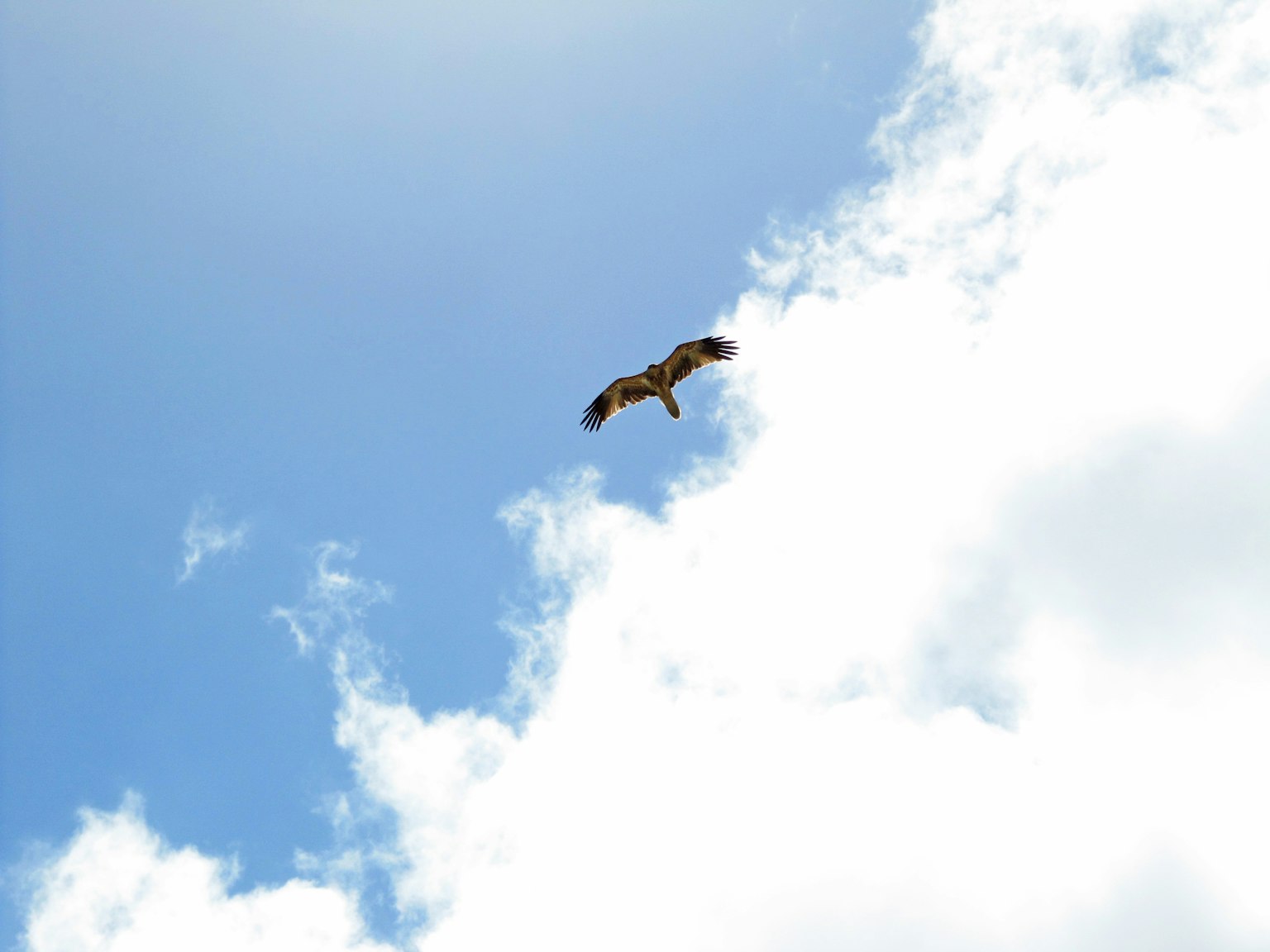 A hawk soaring against a blue sky with fluffy clouds