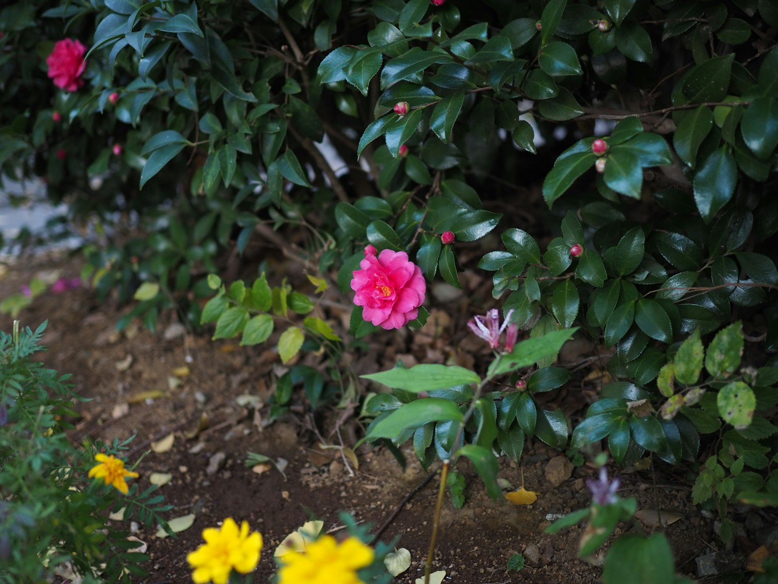 Eine Gartenszene mit bunten Blumen, darunter eine rosa Blume zwischen grünen Blättern und gelben Blumen im Vordergrund