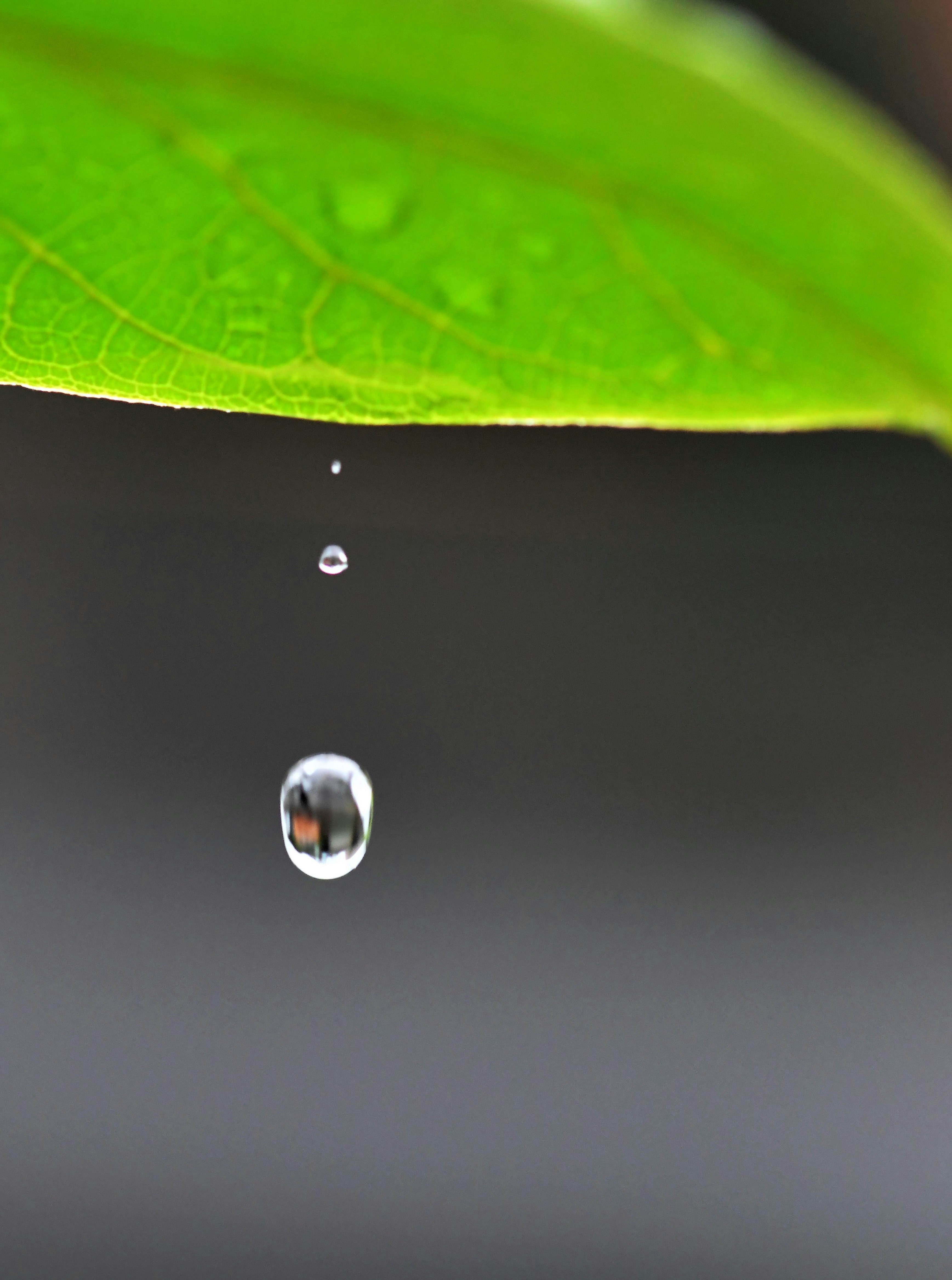 葉片上的水滴特寫圖