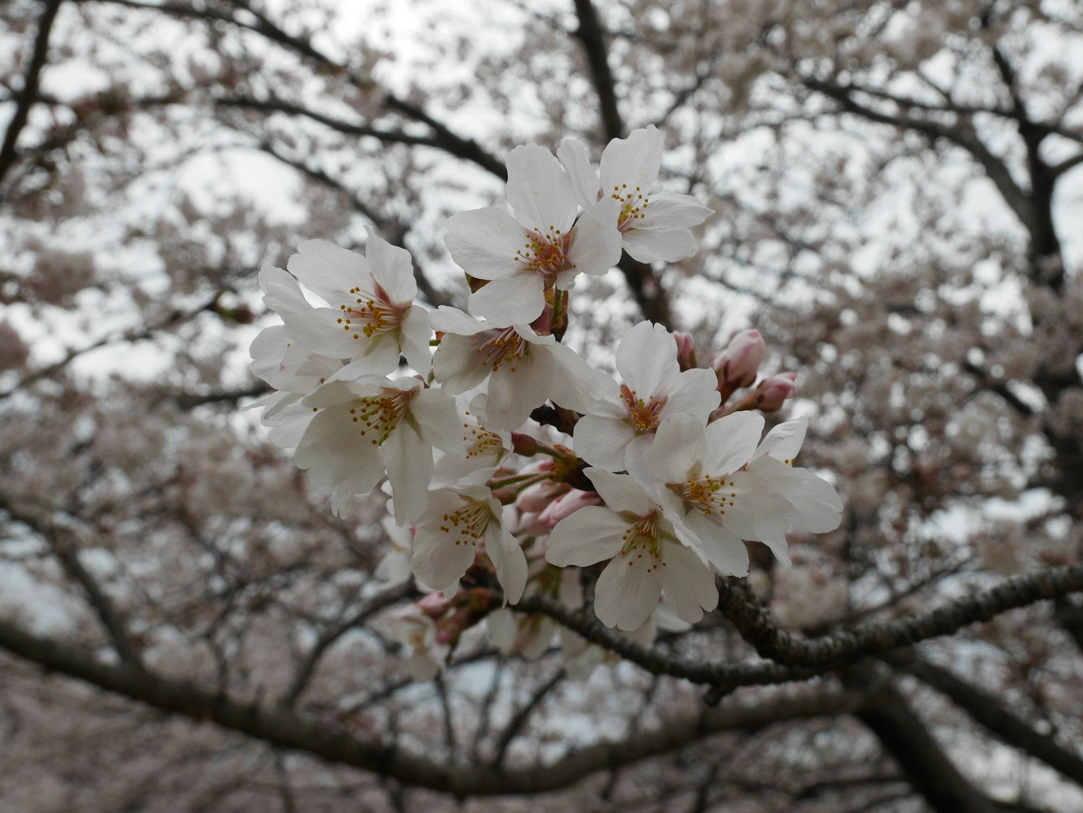Gros plan de belles fleurs de cerisier blanc sur une branche