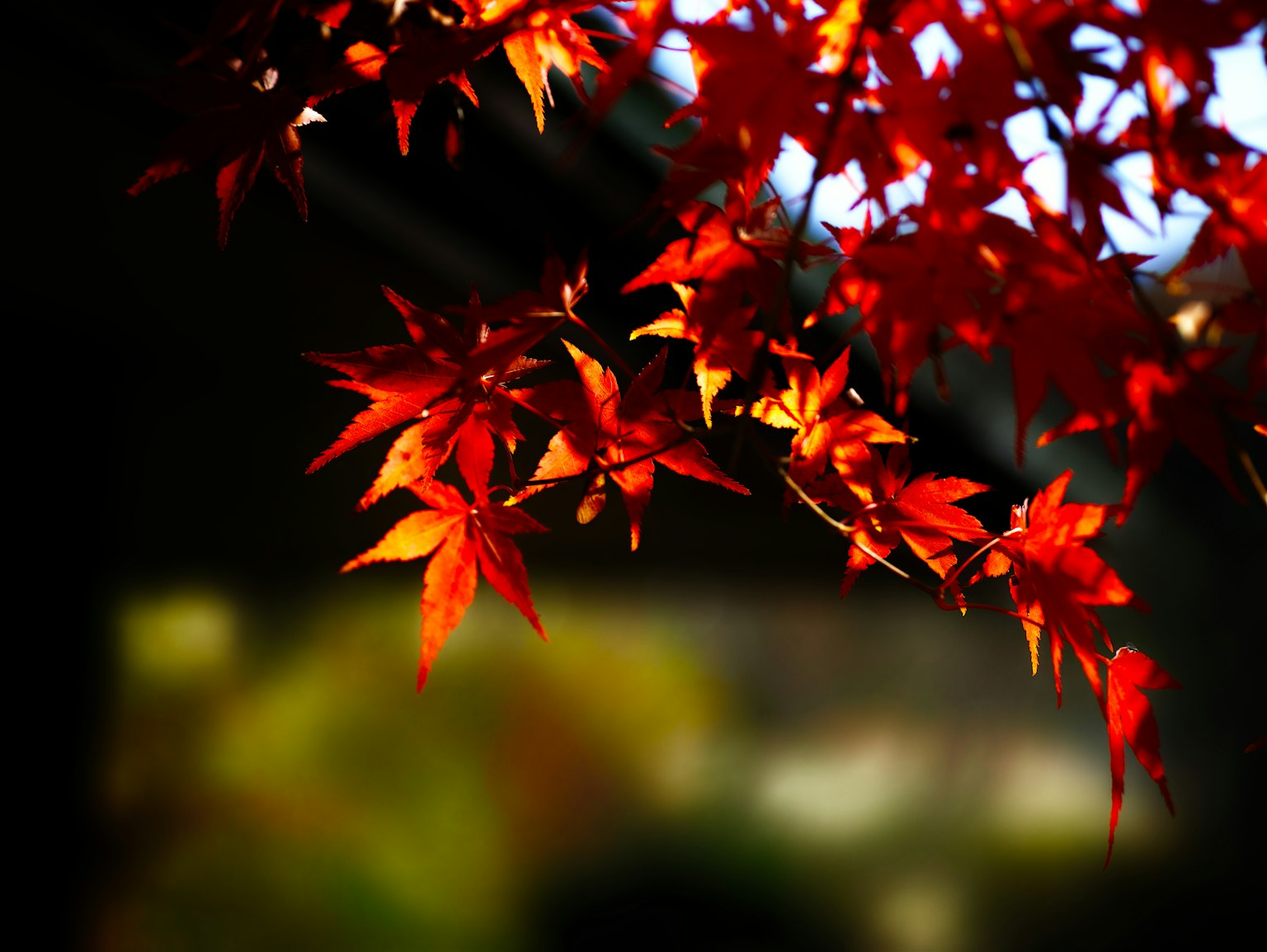 Vibrant red maple leaves with a blurred background