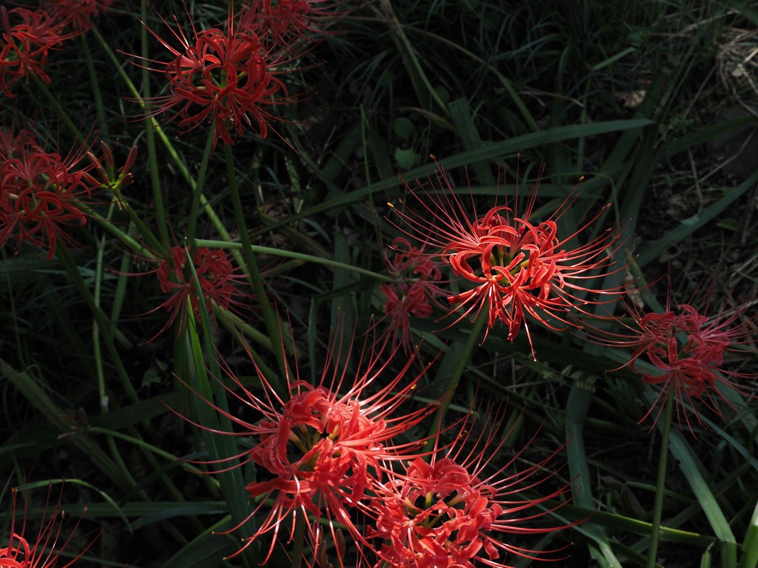 Cluster von roten Spinnenlilien, die zwischen grünem Gras blühen