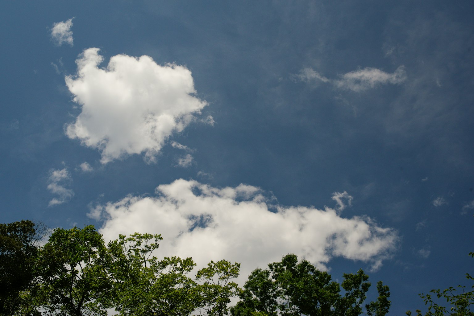 Clear blue sky with white clouds and green trees at the bottom