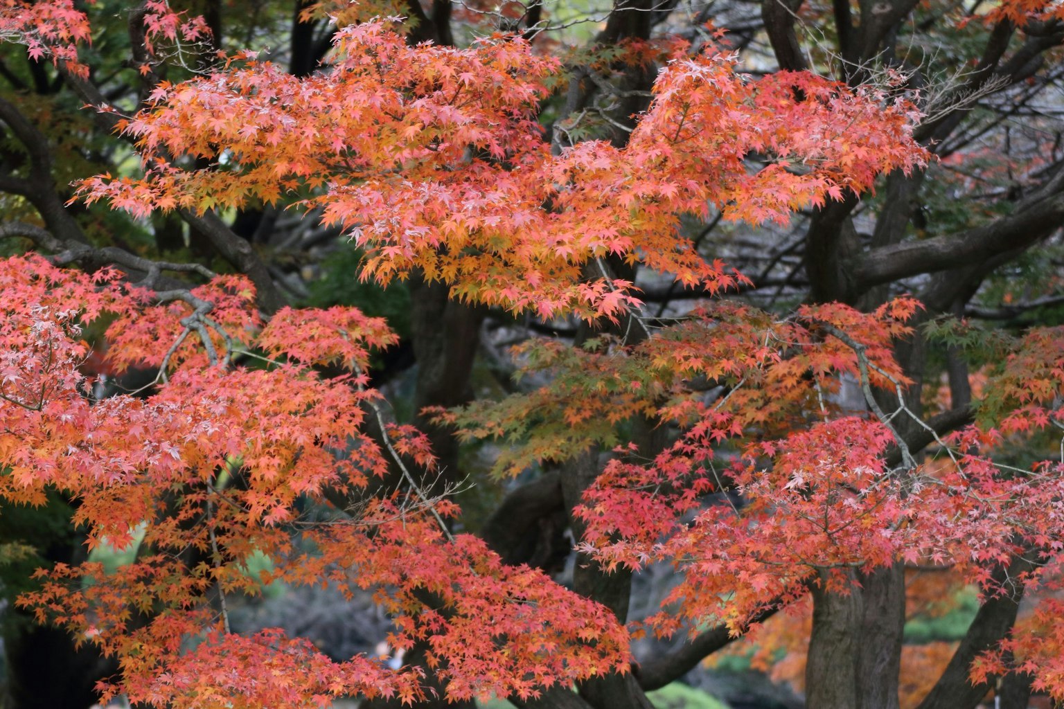Close-up of vibrant red autumn leaves on trees