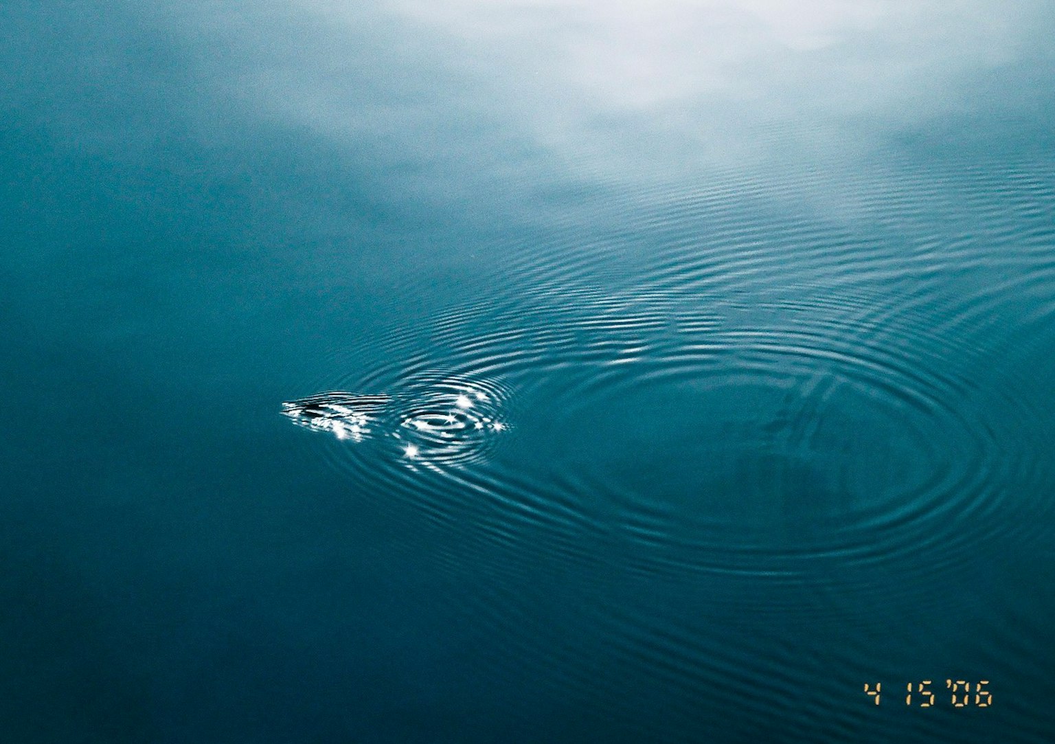 Schiena di un animale che emerge dall'acqua con increspature