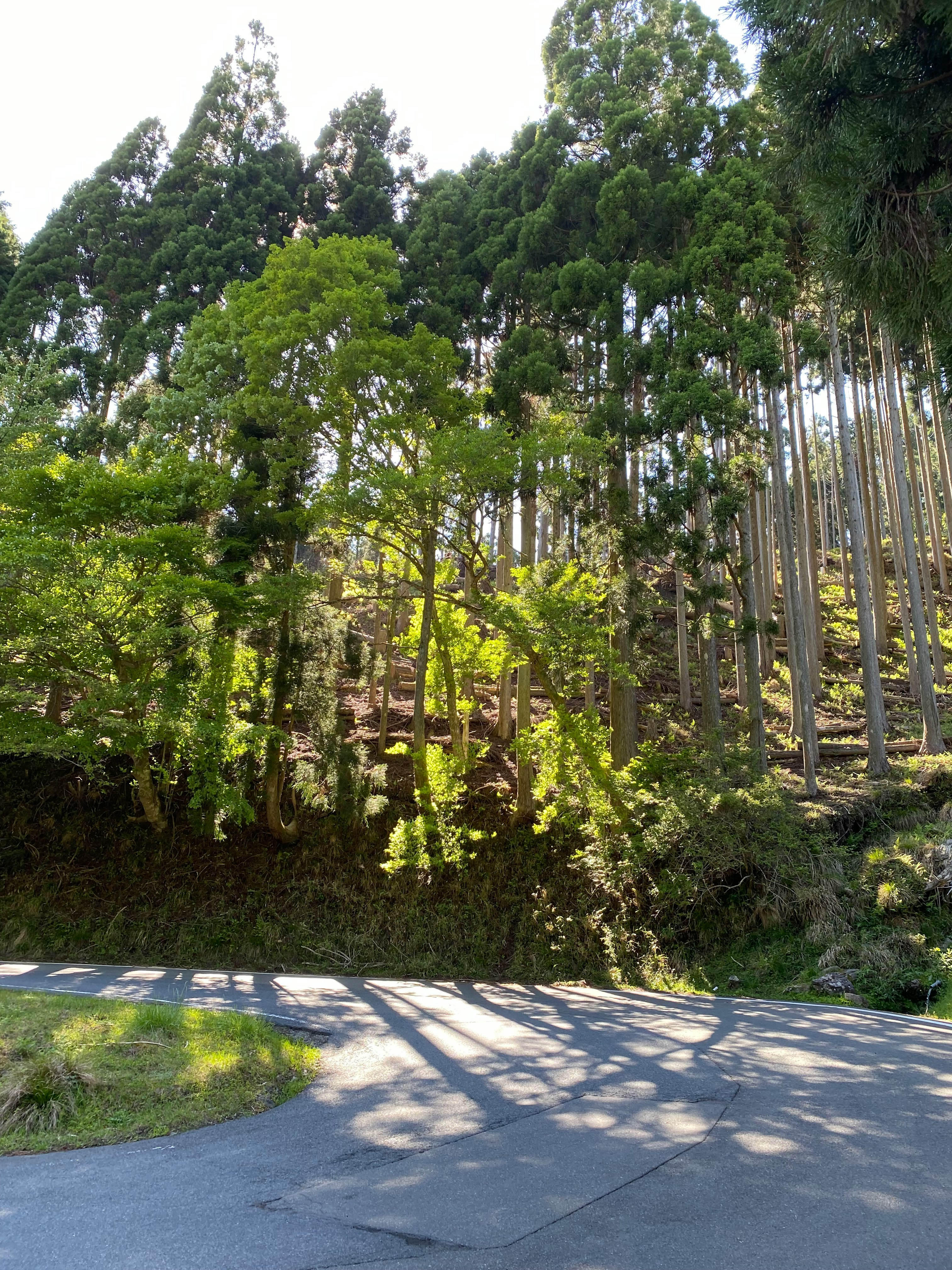 花背峠付近の緑の山道沿いの竹林