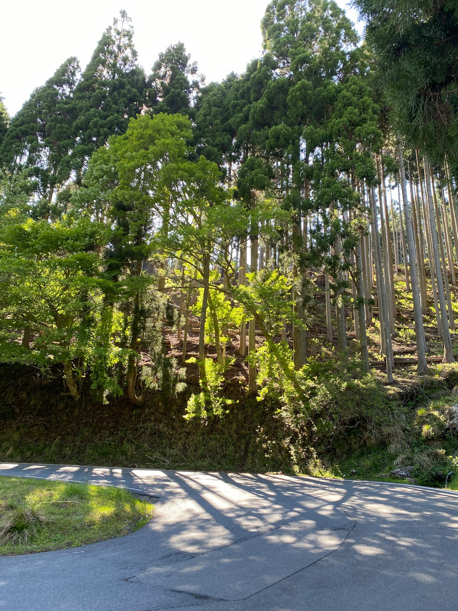 郁郁葱葱的树木沿着弯曲的道路，阳光透过树影