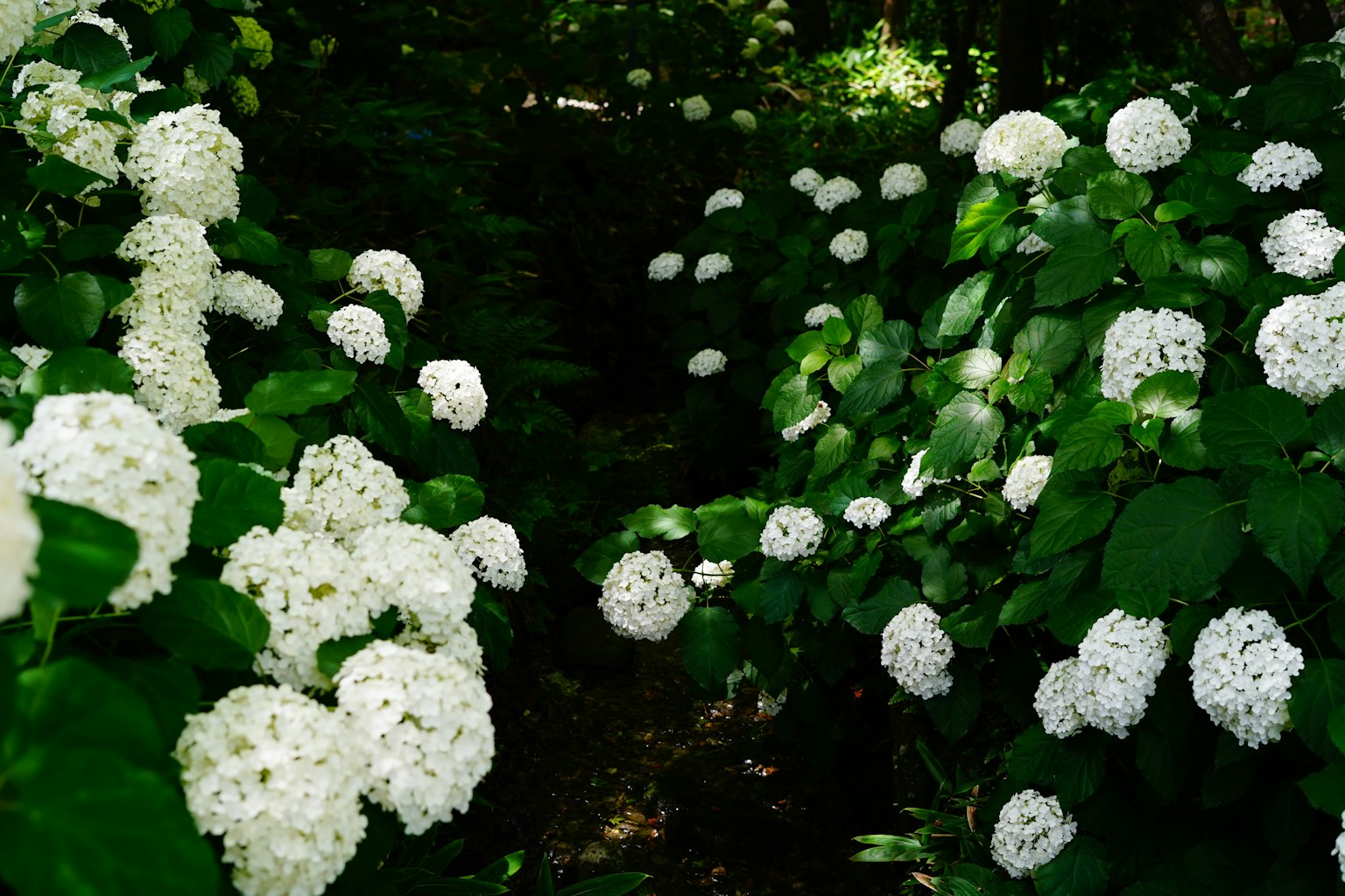 ทางเดินล้อมรอบด้วยดอกไม้สีขาวที่บานและใบไม้สีเขียวที่เขียวชอุ่ม