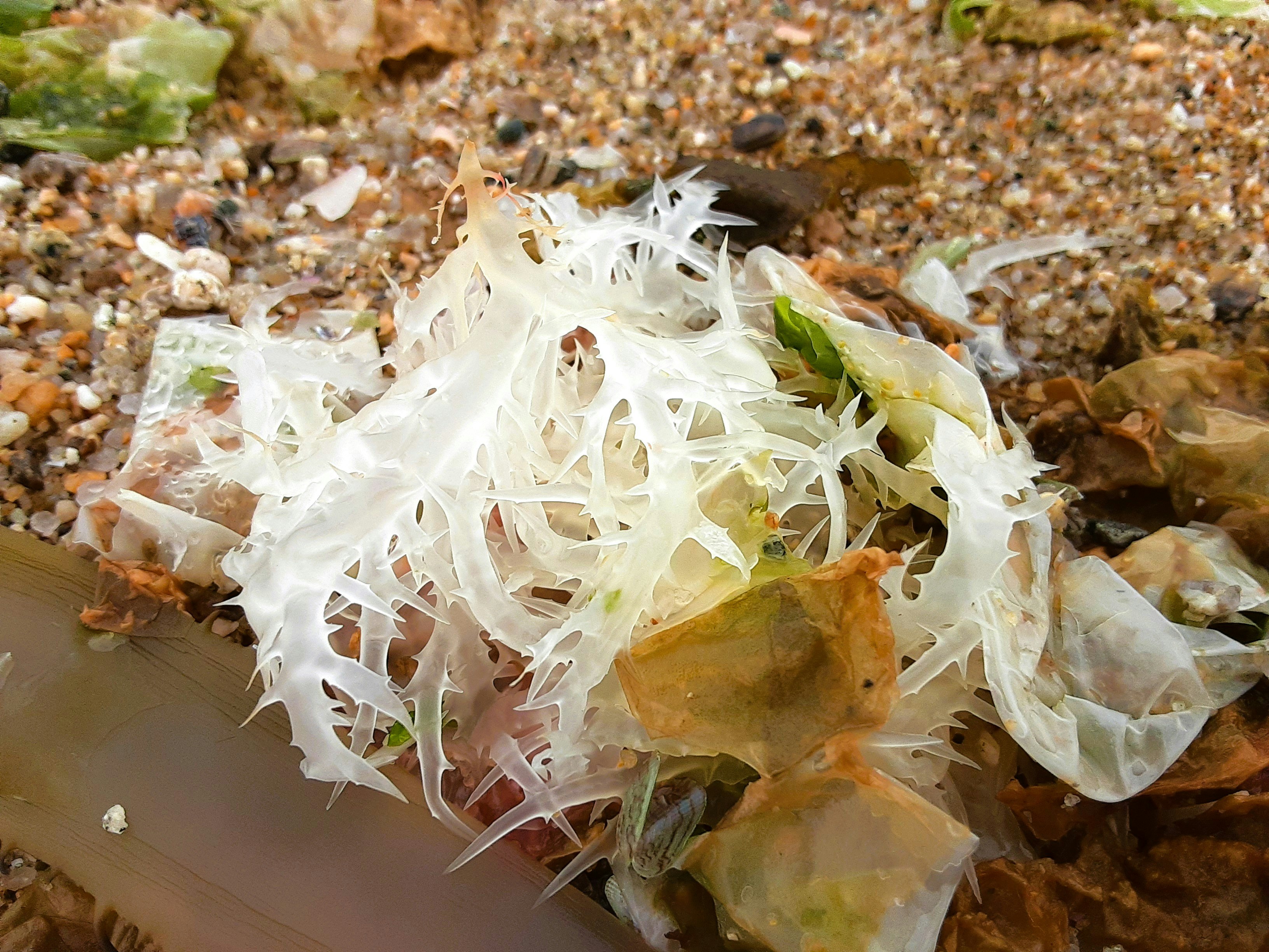 海岸の砂利の上に広がる白い海藻のような漂着物