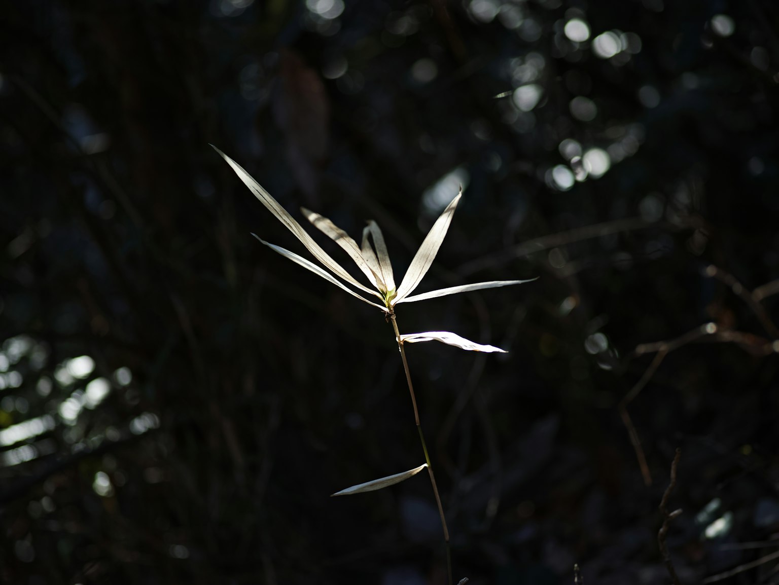 Delicate bamboo leaves illuminated against a dark background