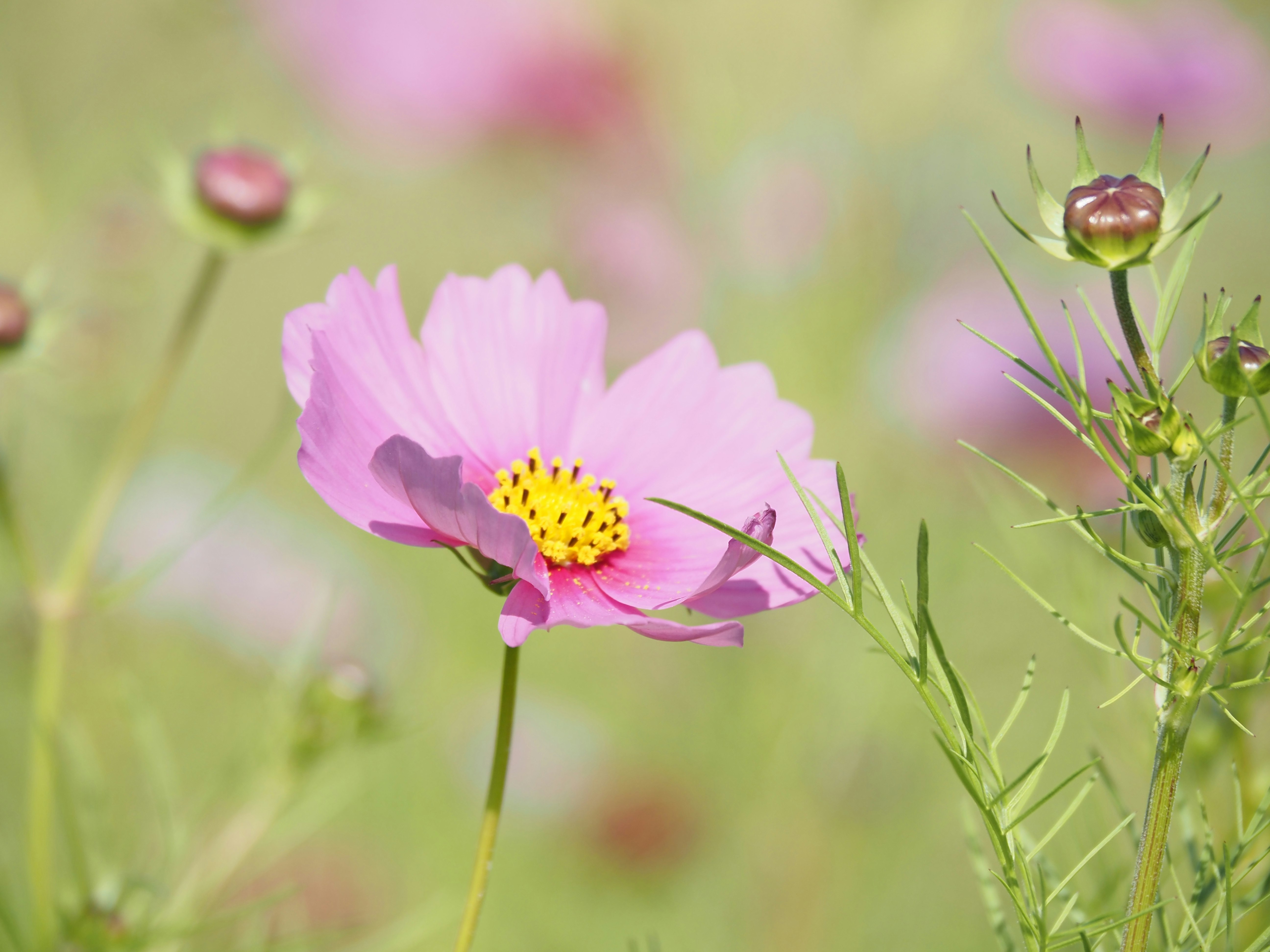 Schwebende Kosmeenblüten und Knospen auf einer Wiese