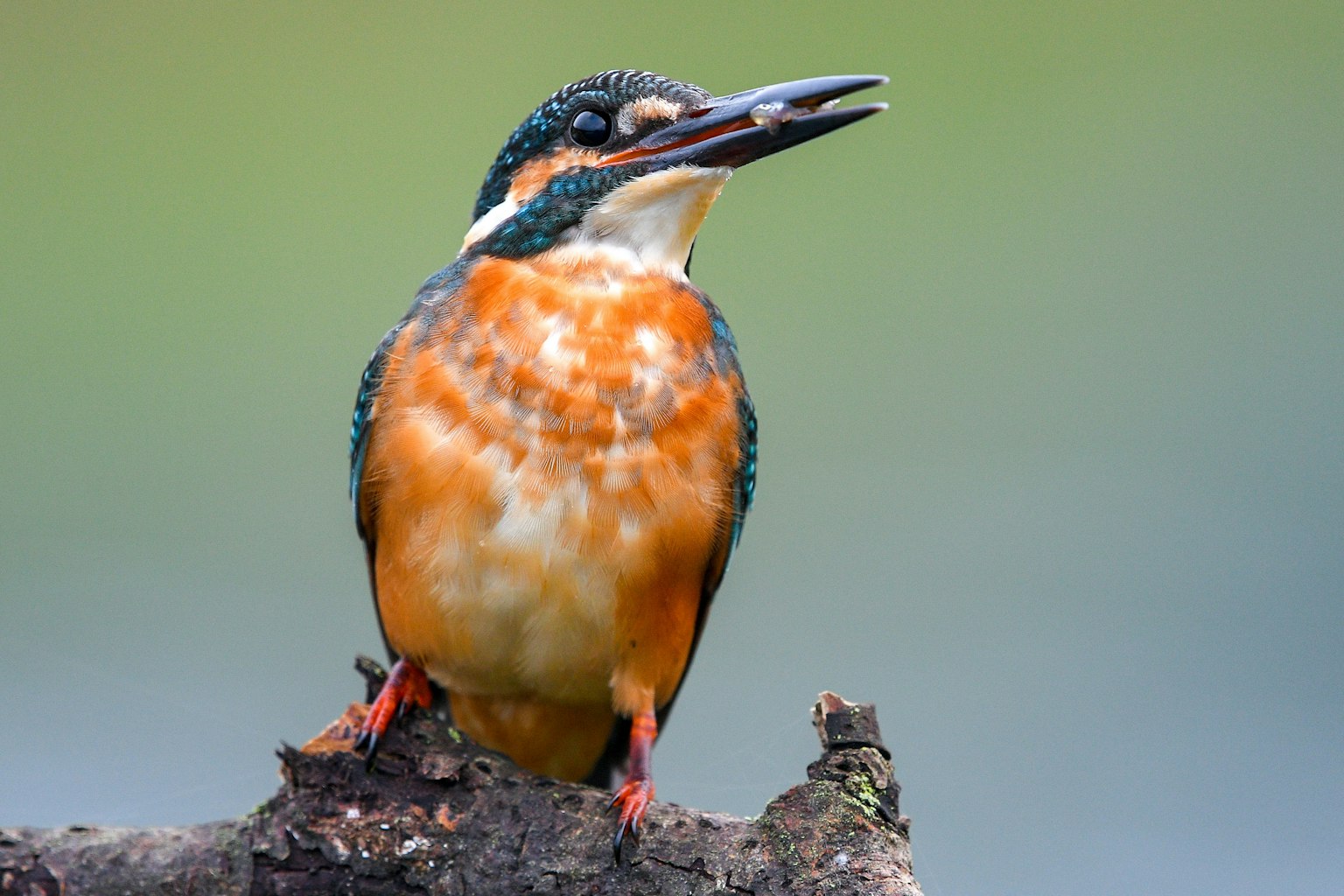 Un martin-pêcheur orange et bleu vibrant perché sur une branche