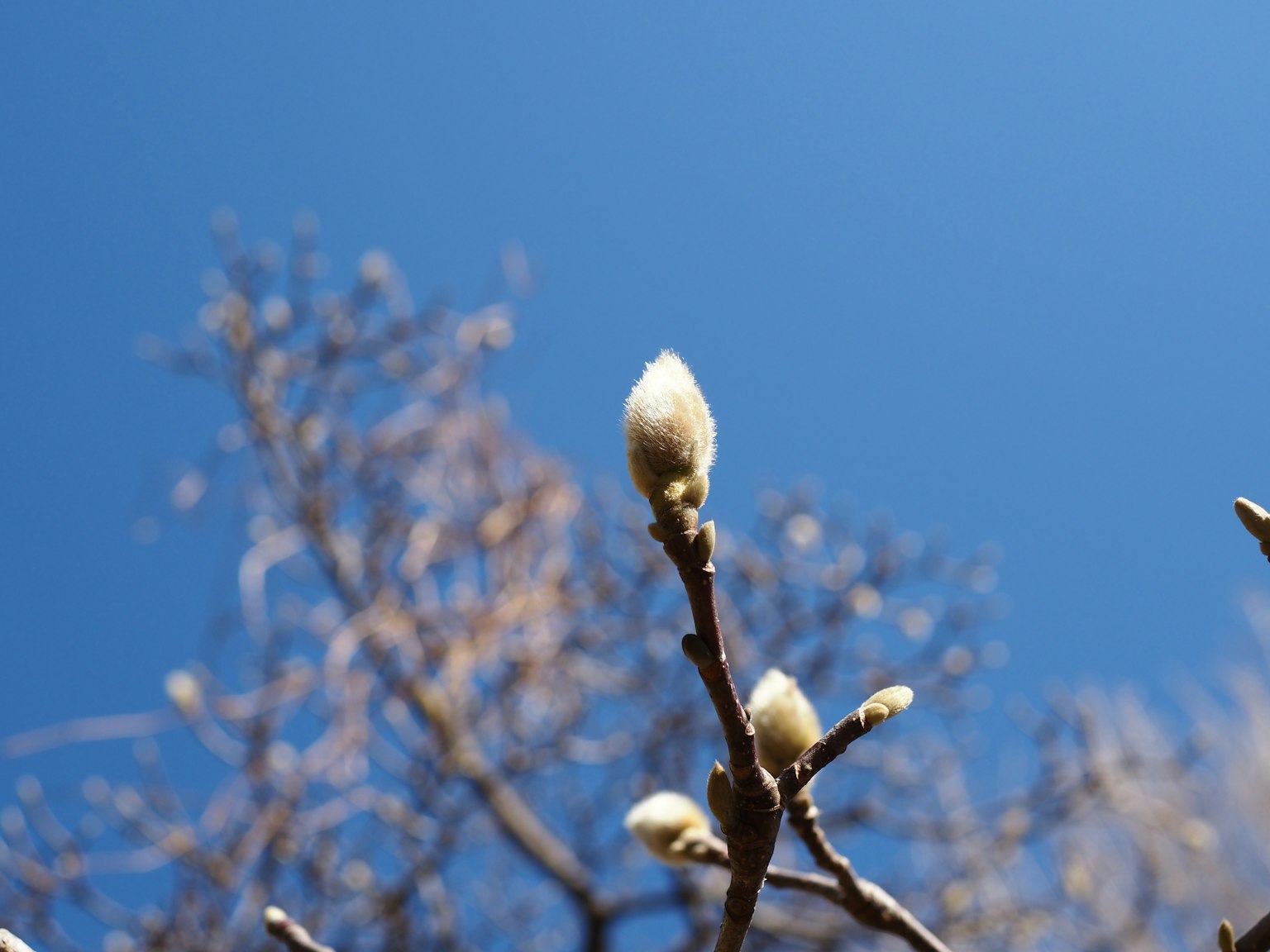 Close-up of white flower buds against a blue sky