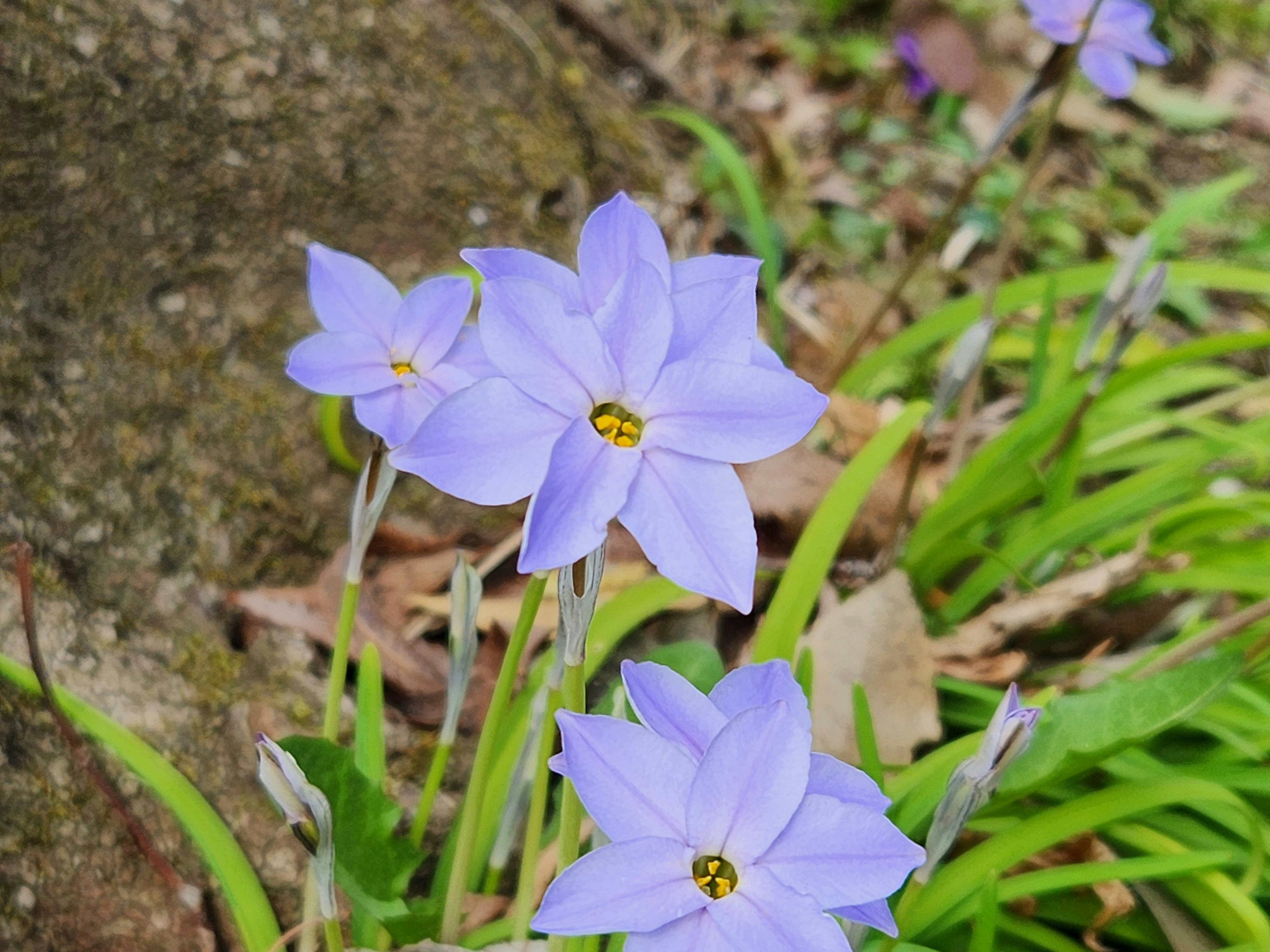 花韮の紫色の花が咲く地面の草むら