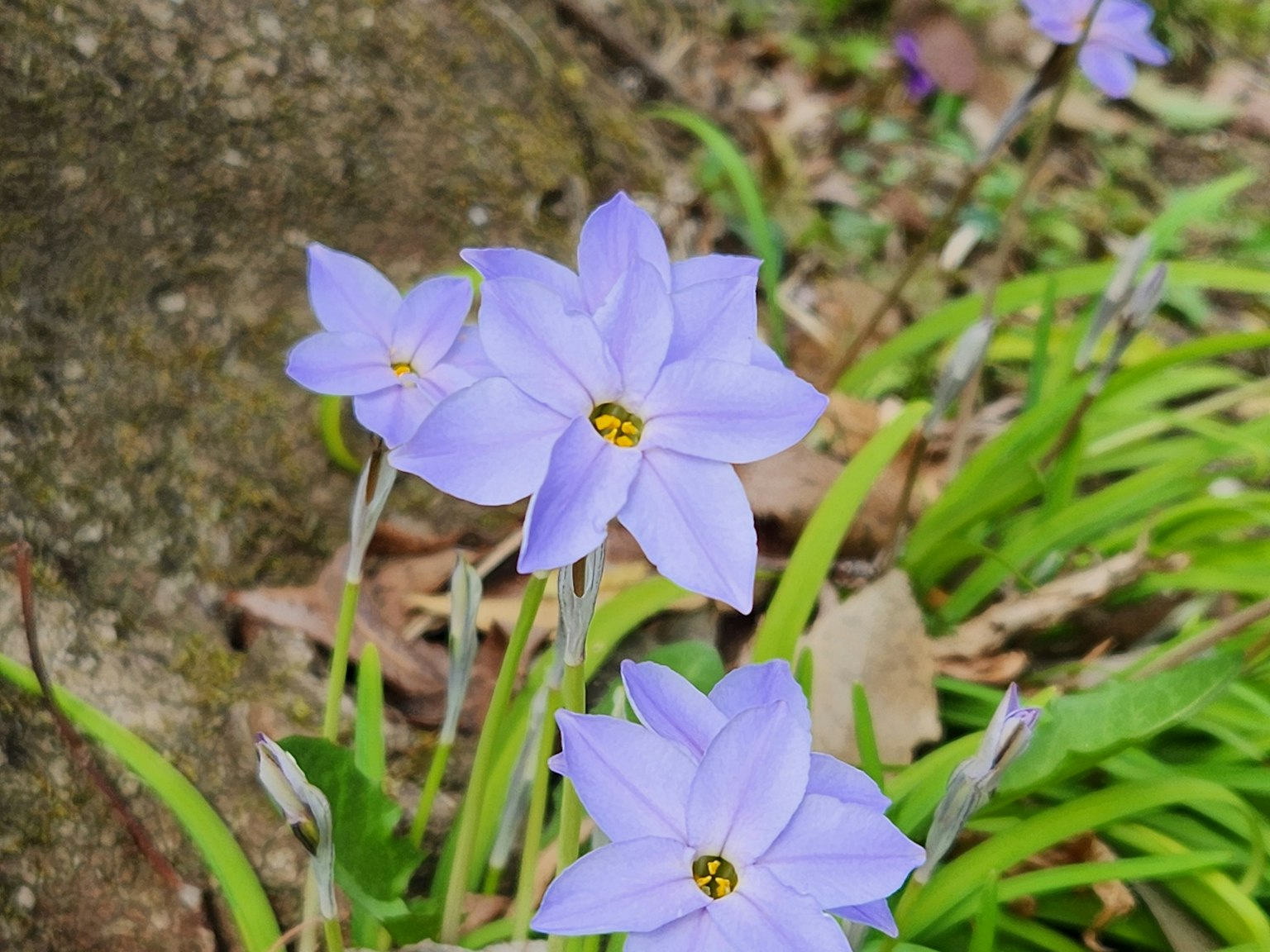 Flores moradas floreciendo entre la hierba verde