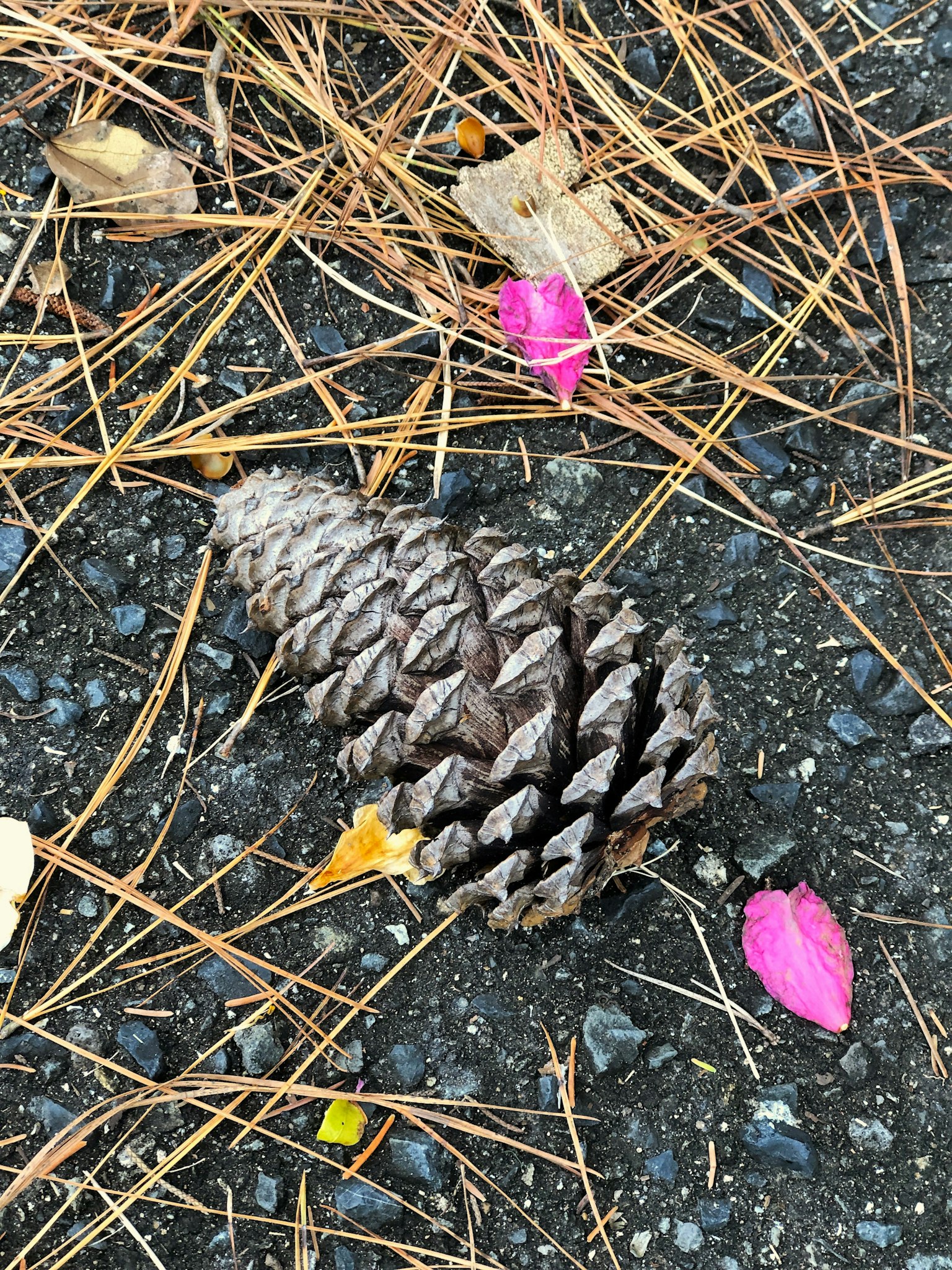 地面上的松果和粉红色花瓣