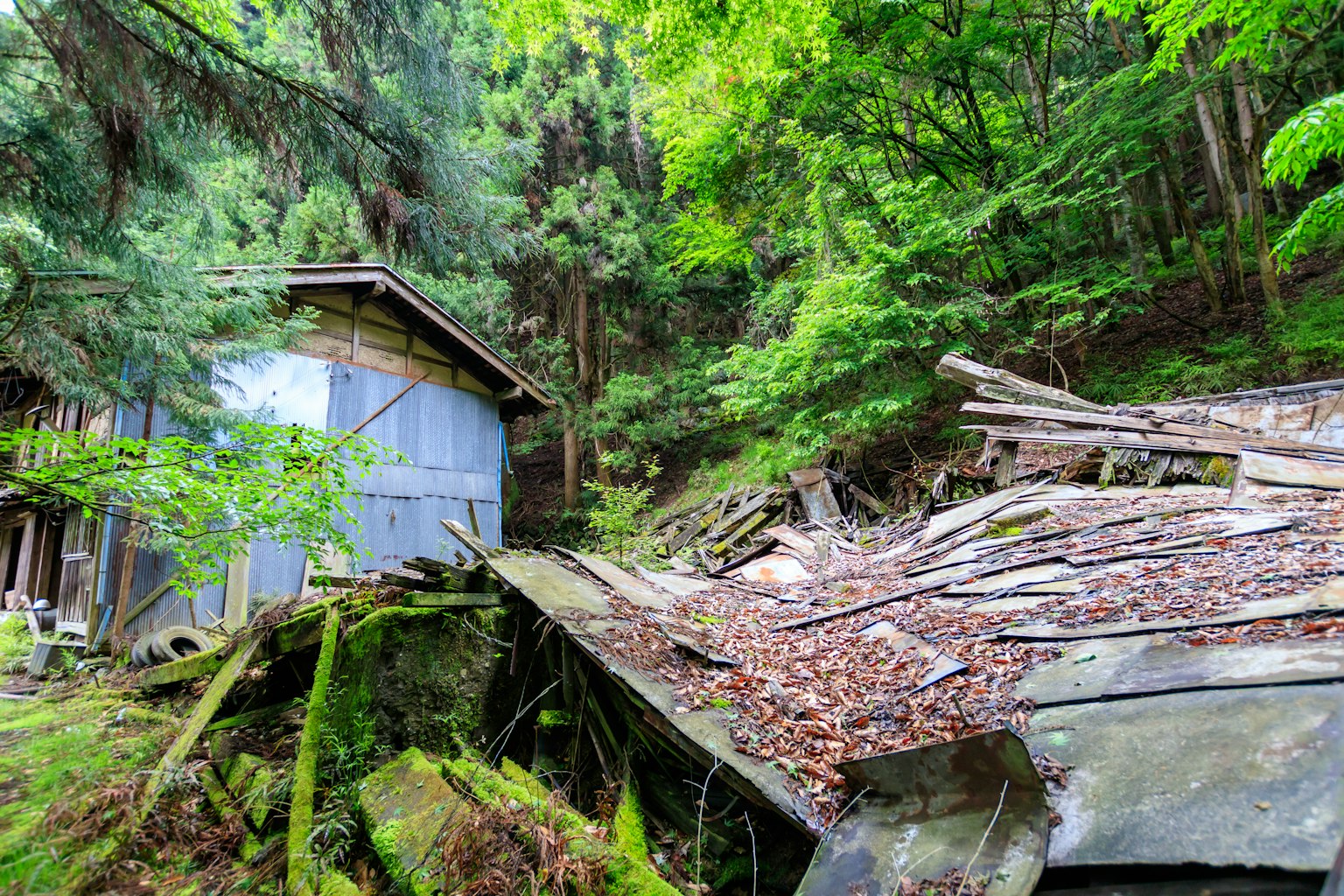 Un vieux abri entouré d'une verdure luxuriante et de bois en décomposition