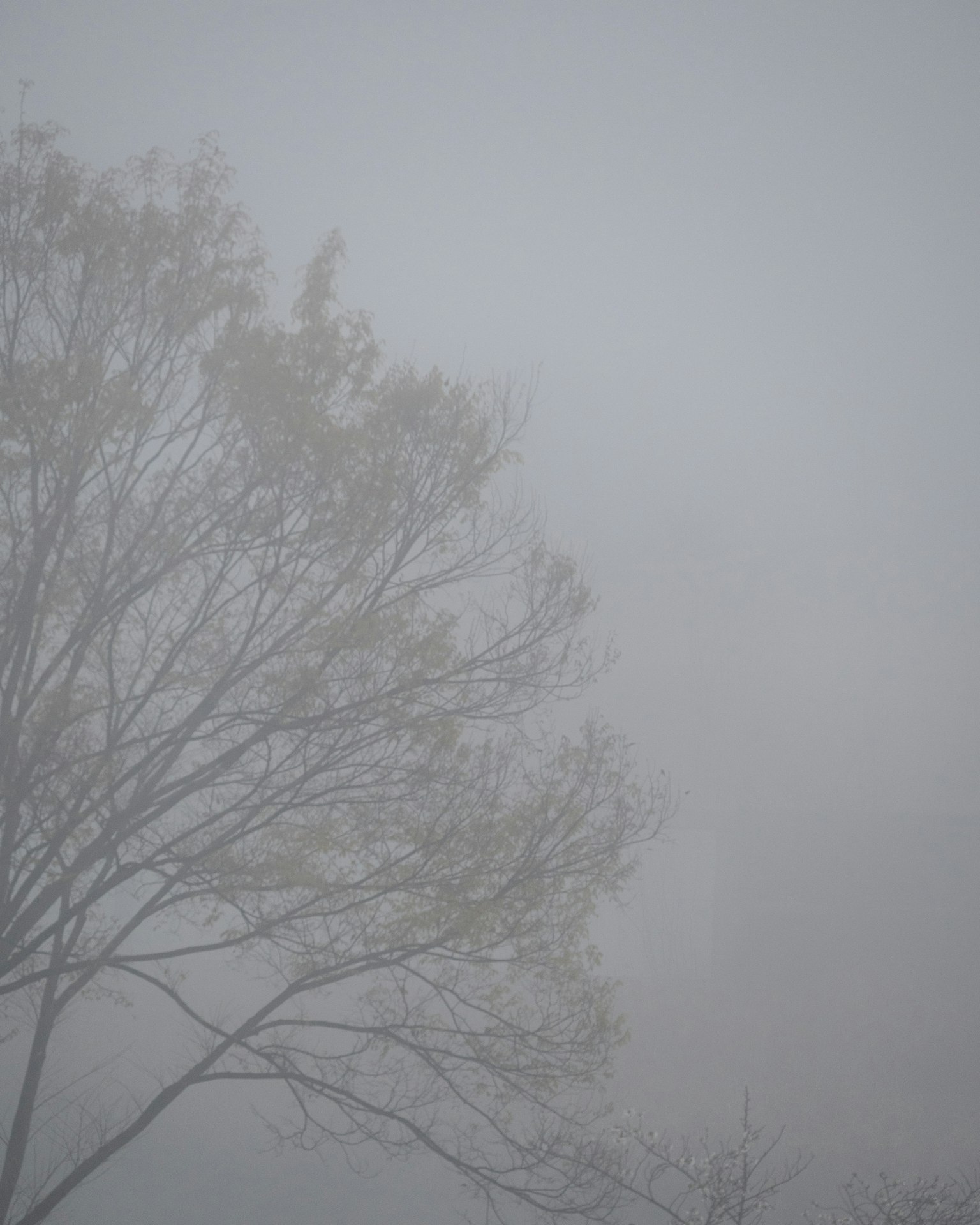 Silhouette d'un arbre dans un paysage brumeux créant une atmosphère sereine
