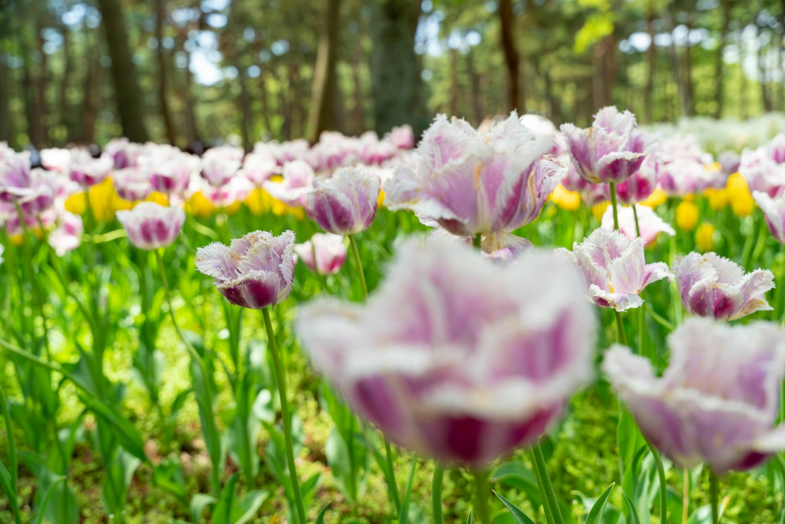 Một cánh đồng hoa tulip tím nở giữa cỏ xanh trong khung cảnh rừng