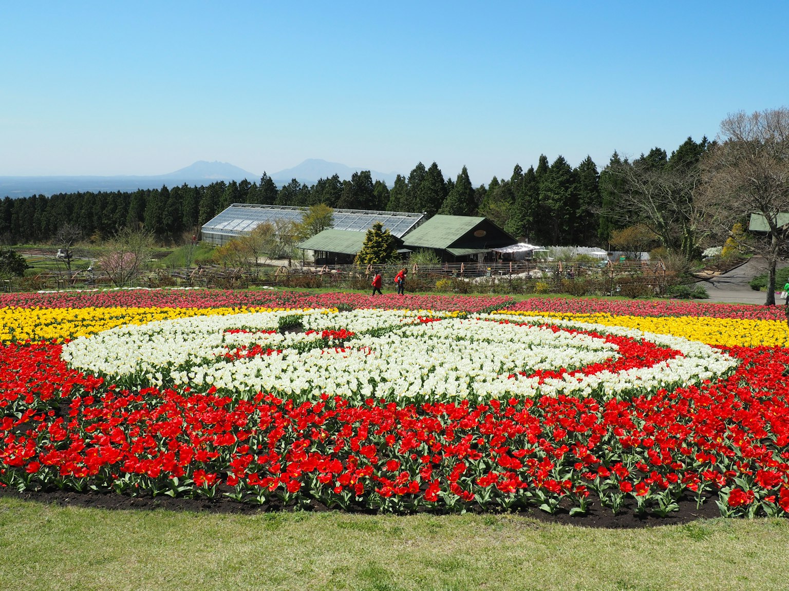 色彩斑斓的郁金香花坛形成一个大型图案，背景为绿色风景