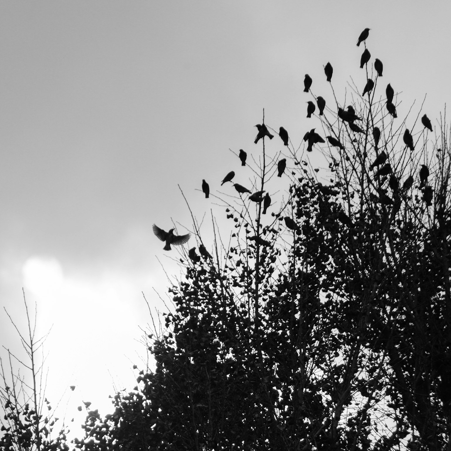 Foto in bianco e nero di alberi in silhouette con molti uccelli appollaiati e nuvole nel cielo
