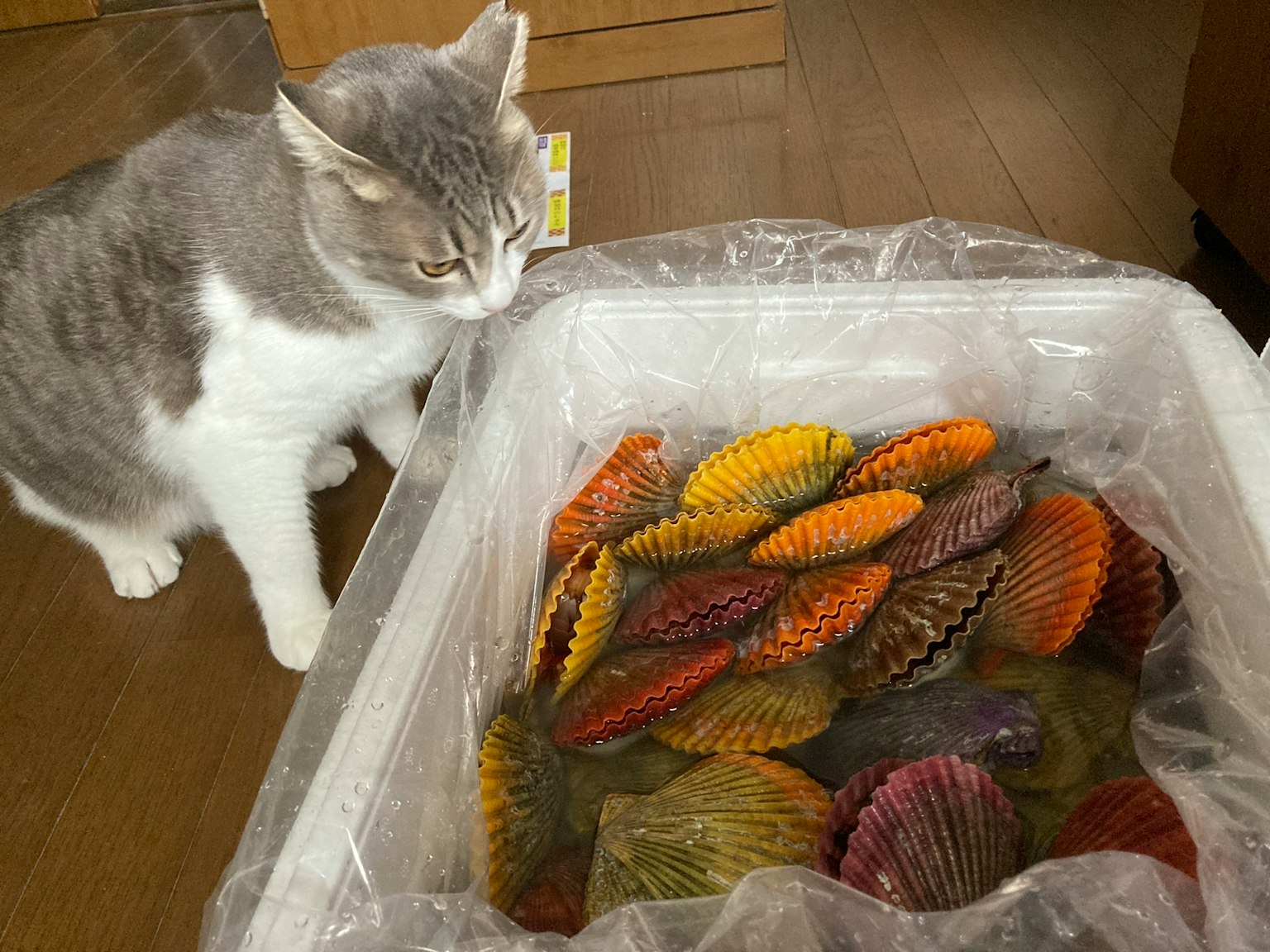 Gatto grigio e bianco che osserva conchiglie colorate in un contenitore