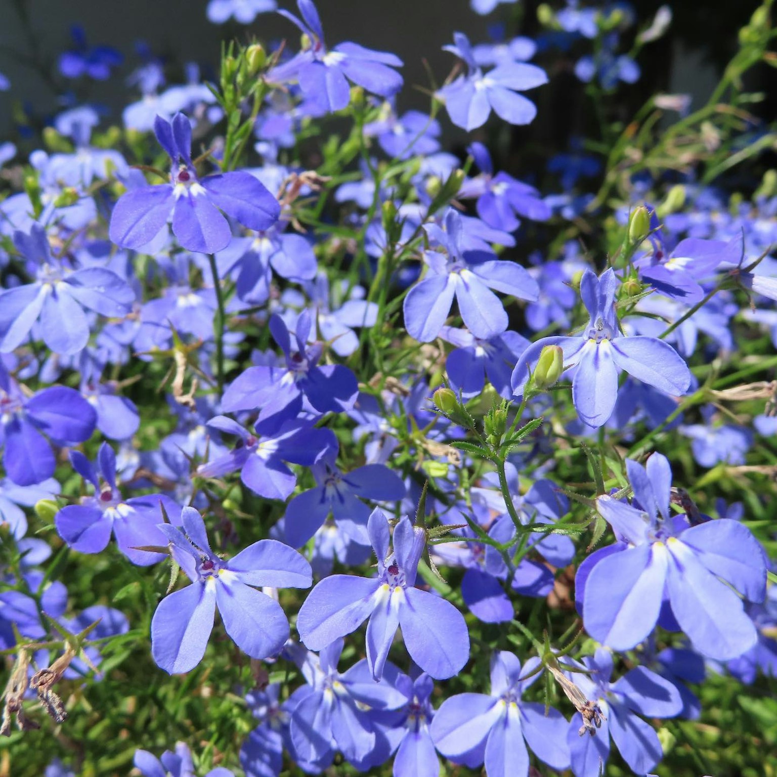 Close-up of vibrant blue purple flowers blooming on a plant