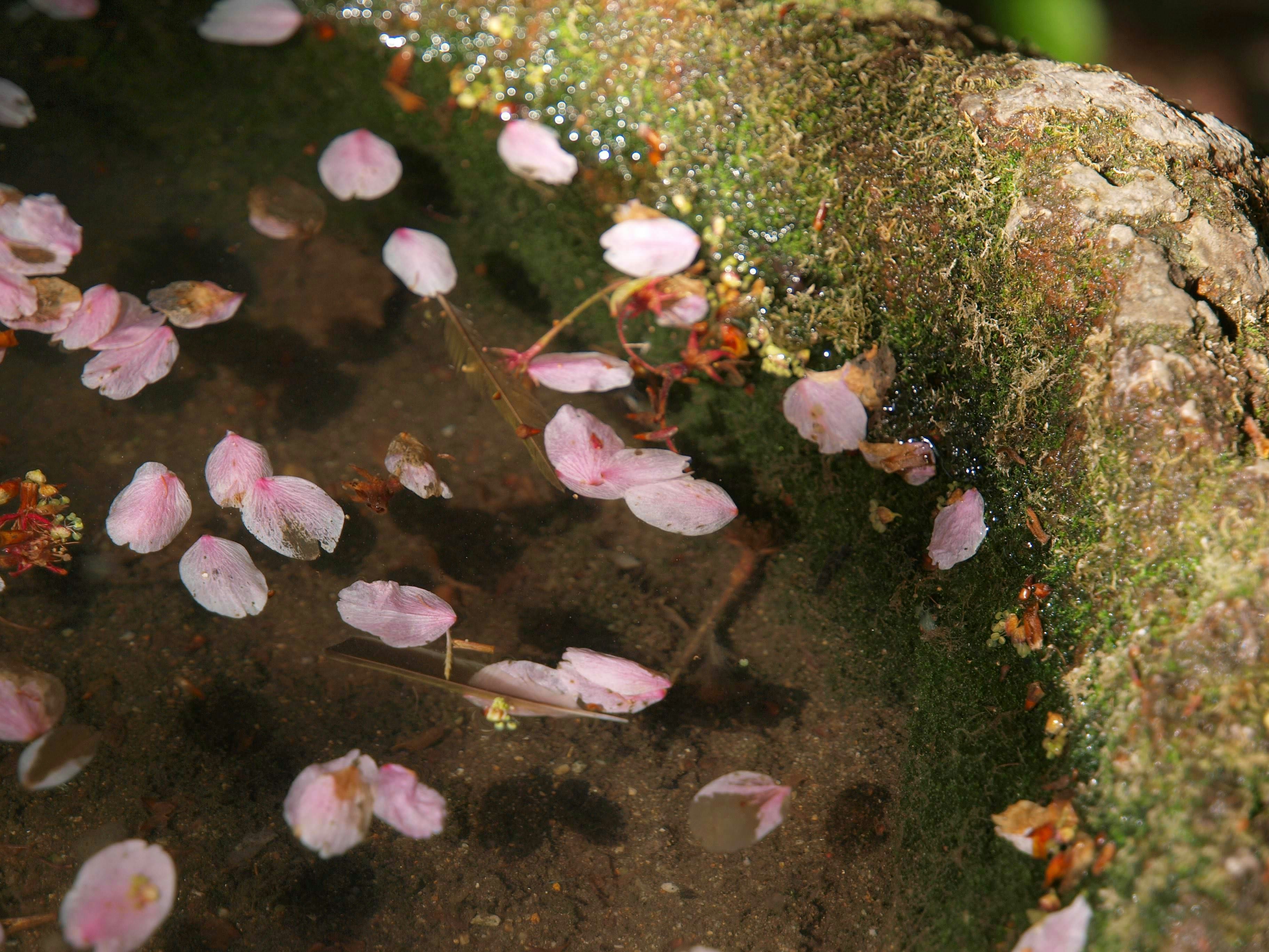 苔むした岩と水面に浮かぶ桜の花びら