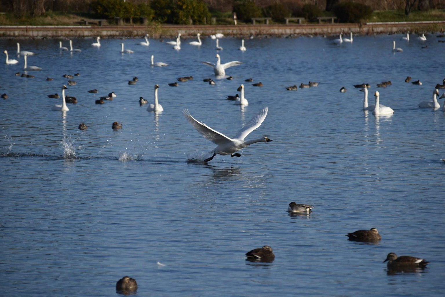 Scene of a swan taking off from the water with ducks floating nearby