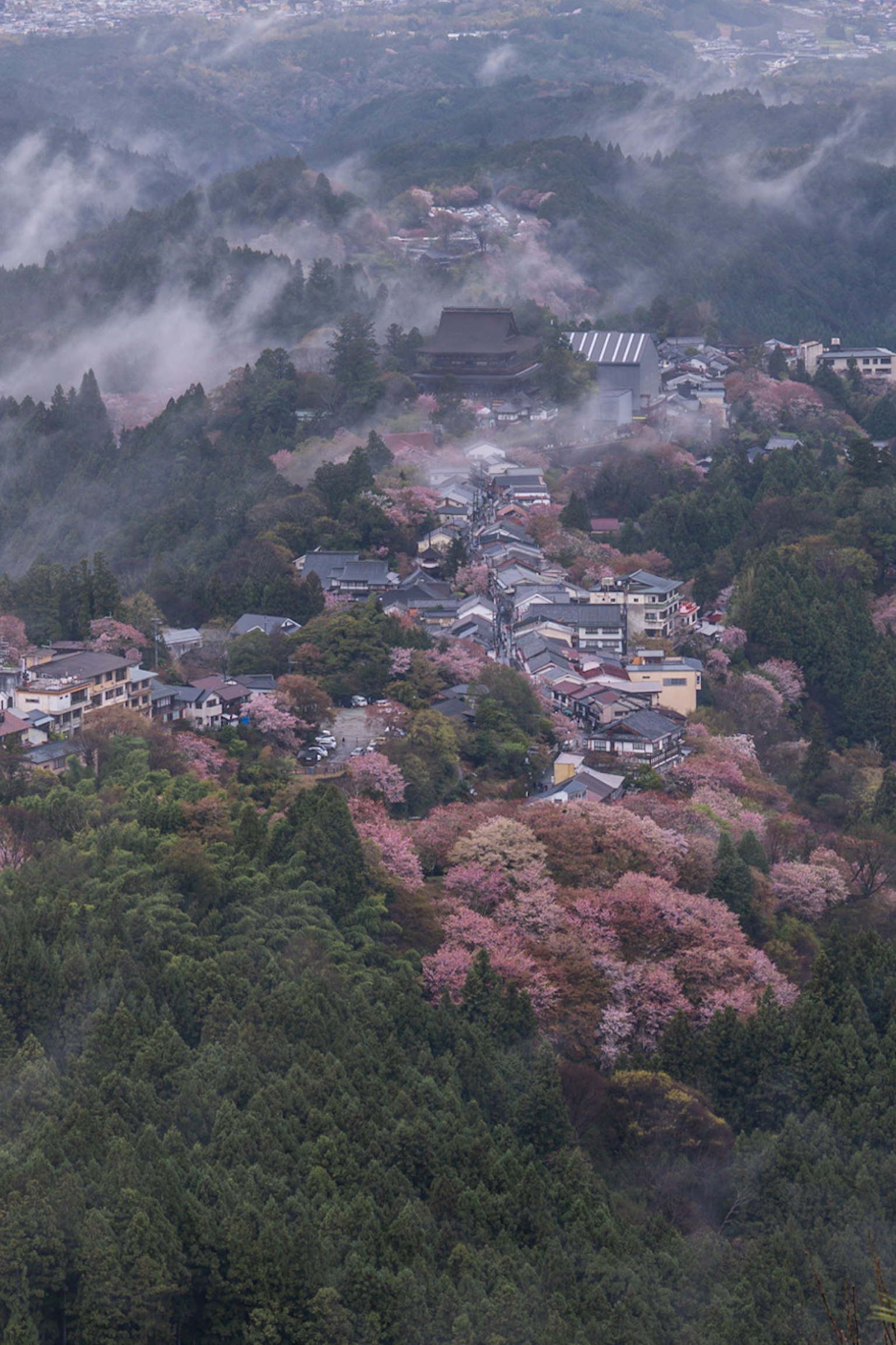 Pemandangan udara desa berkabut dikelilingi pohon sakura