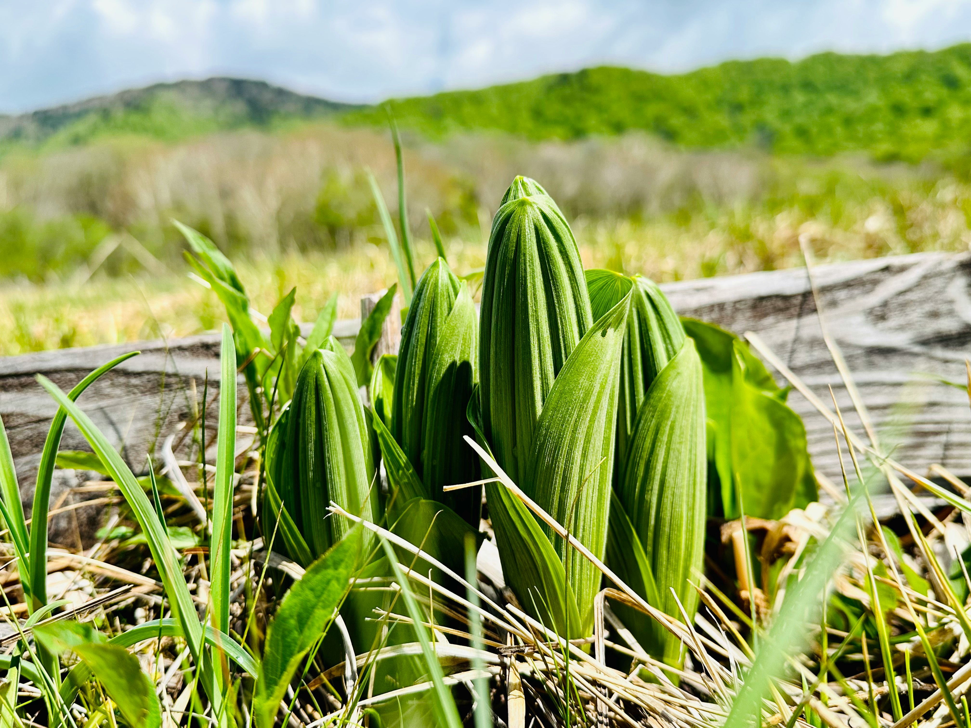 young green shoots and leaves growing in grass