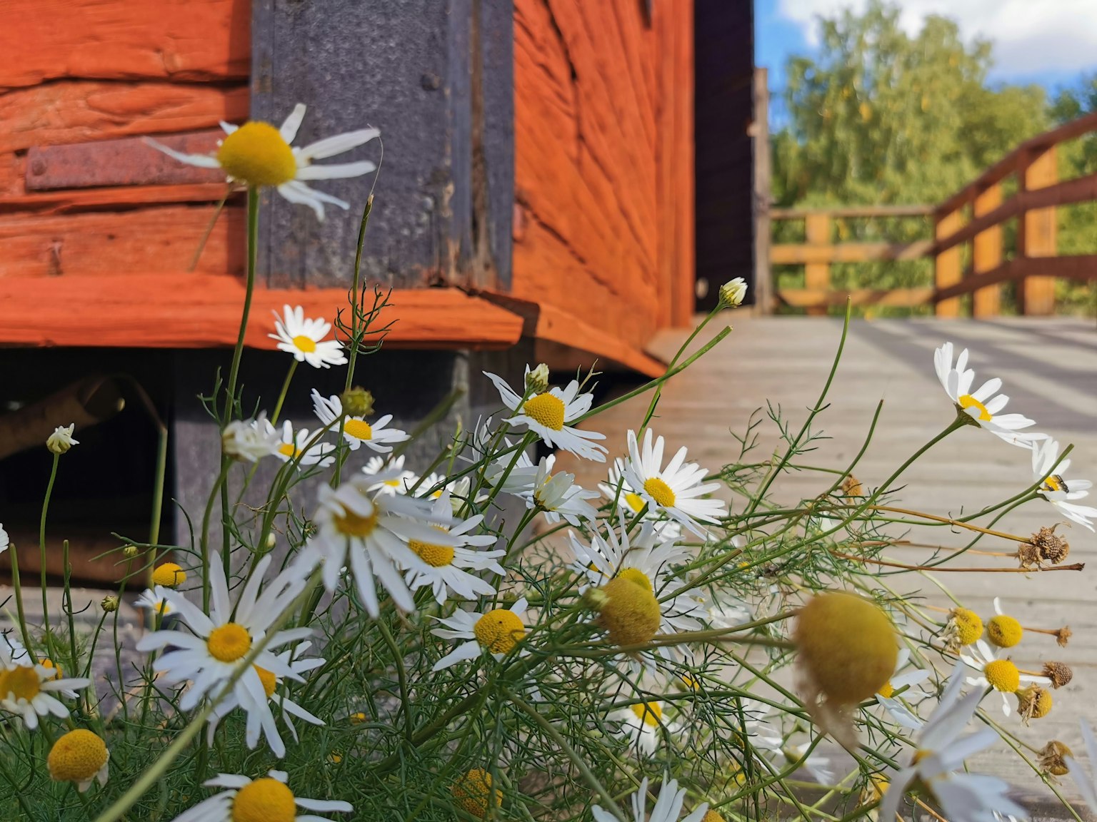 Bündel aus weißen und gelben Blumen neben einem orangefarbenen Gebäude