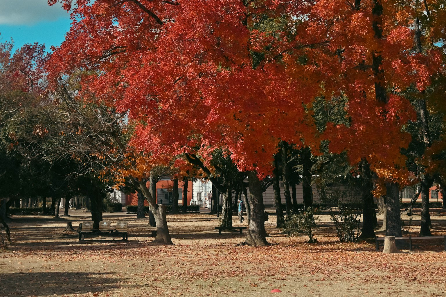 Paisaje de un parque con árboles de otoño rojos vibrantes