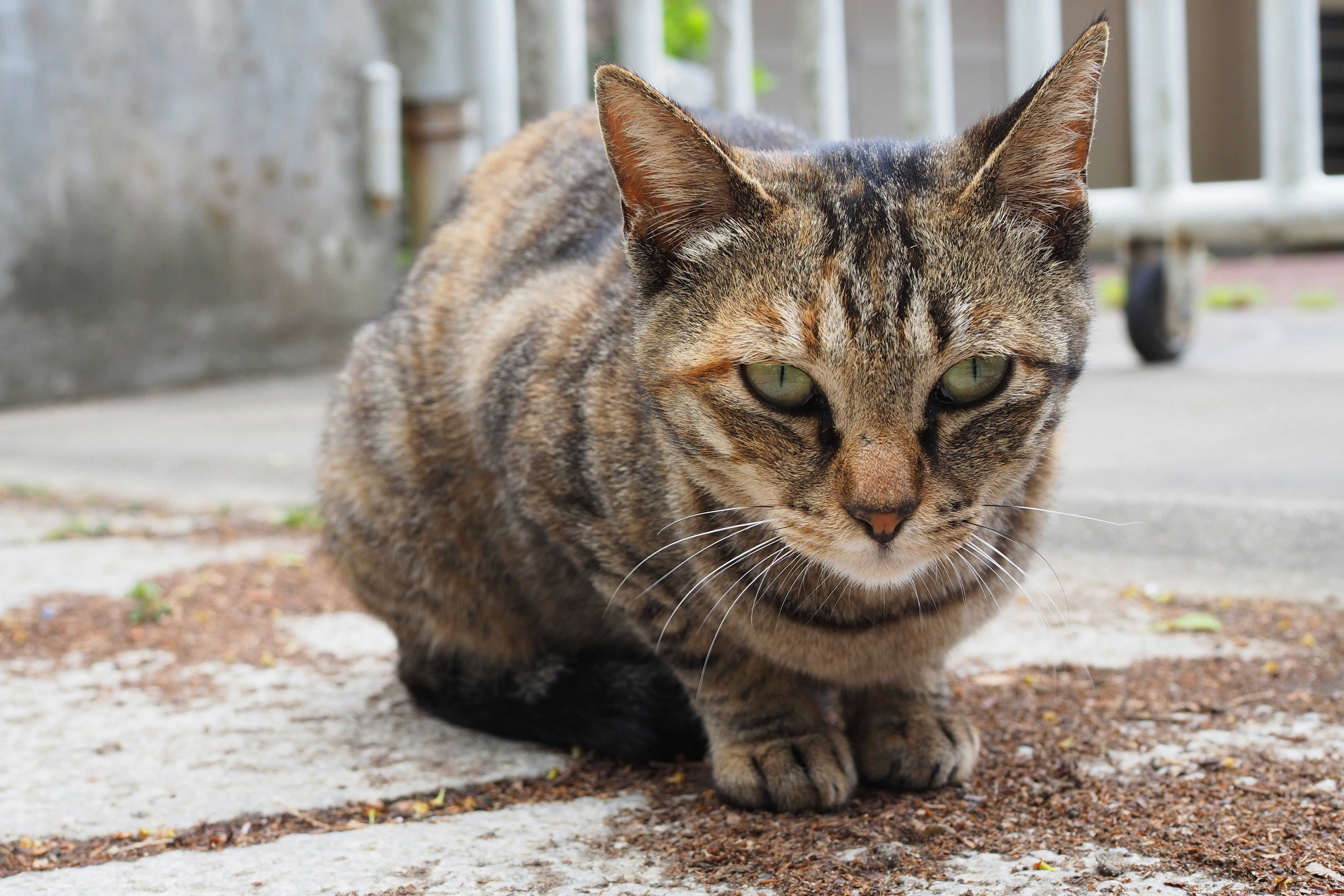 虎斑猫在石板路上休息