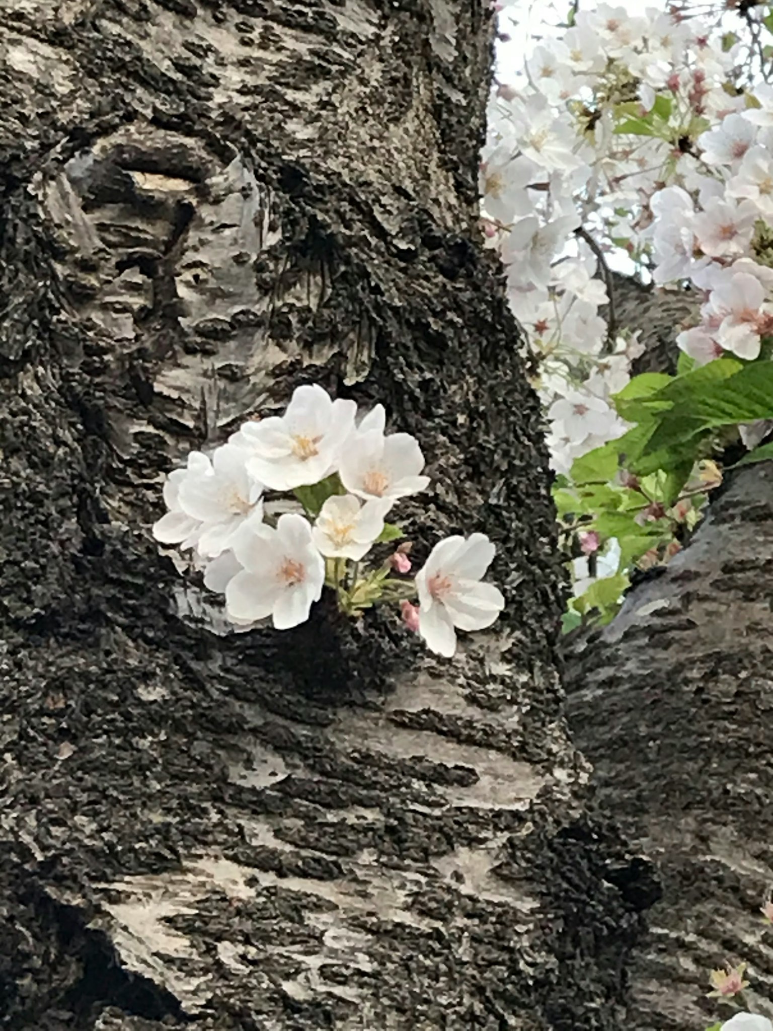 Flores de cerezo floreciendo en el tronco de un árbol creando una hermosa escena