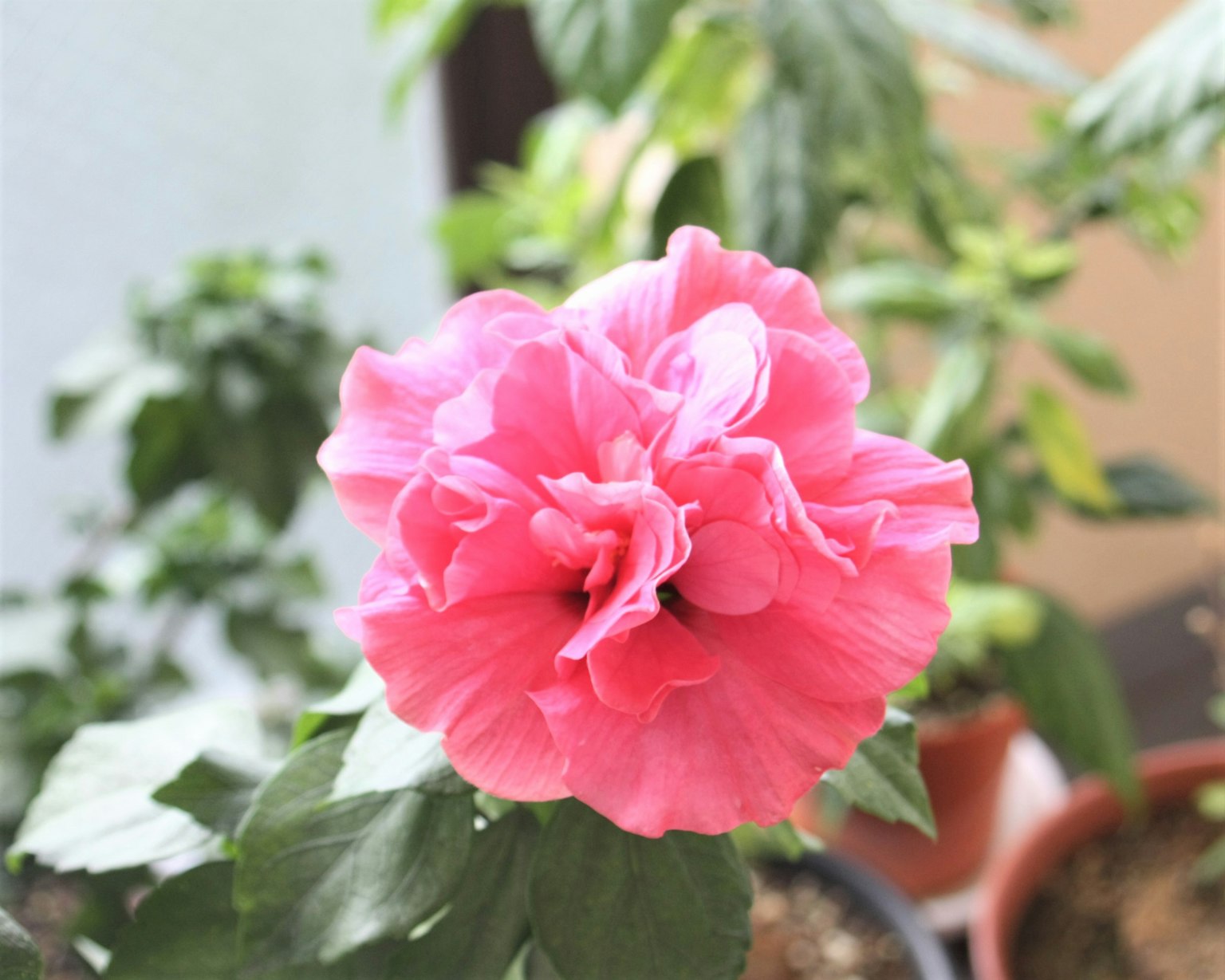 Eine blühende rosa Hibiskusblüte umgeben von grünen Blättern