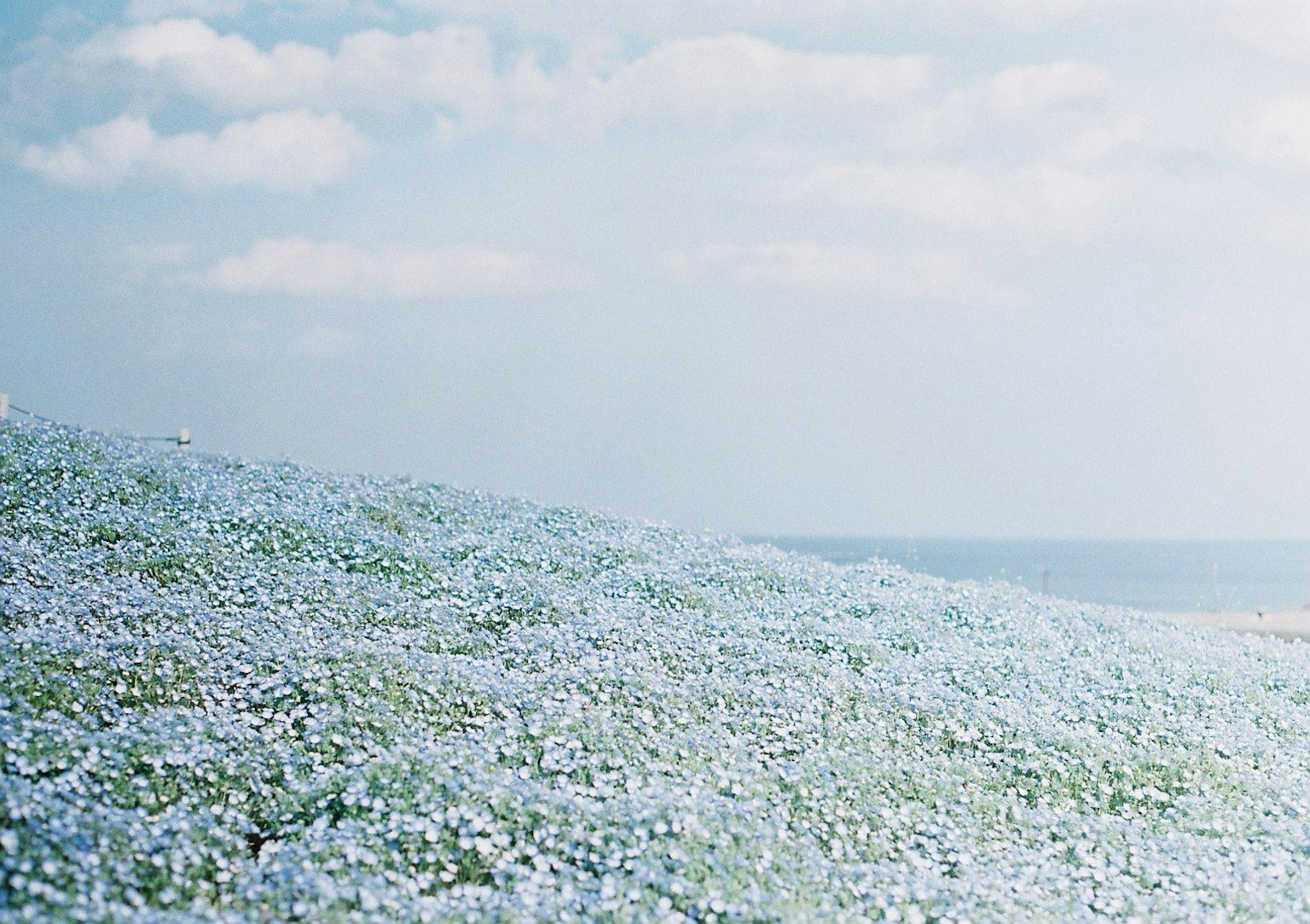 一座覆盖着蓝色花朵的山坡在晴朗的天空下