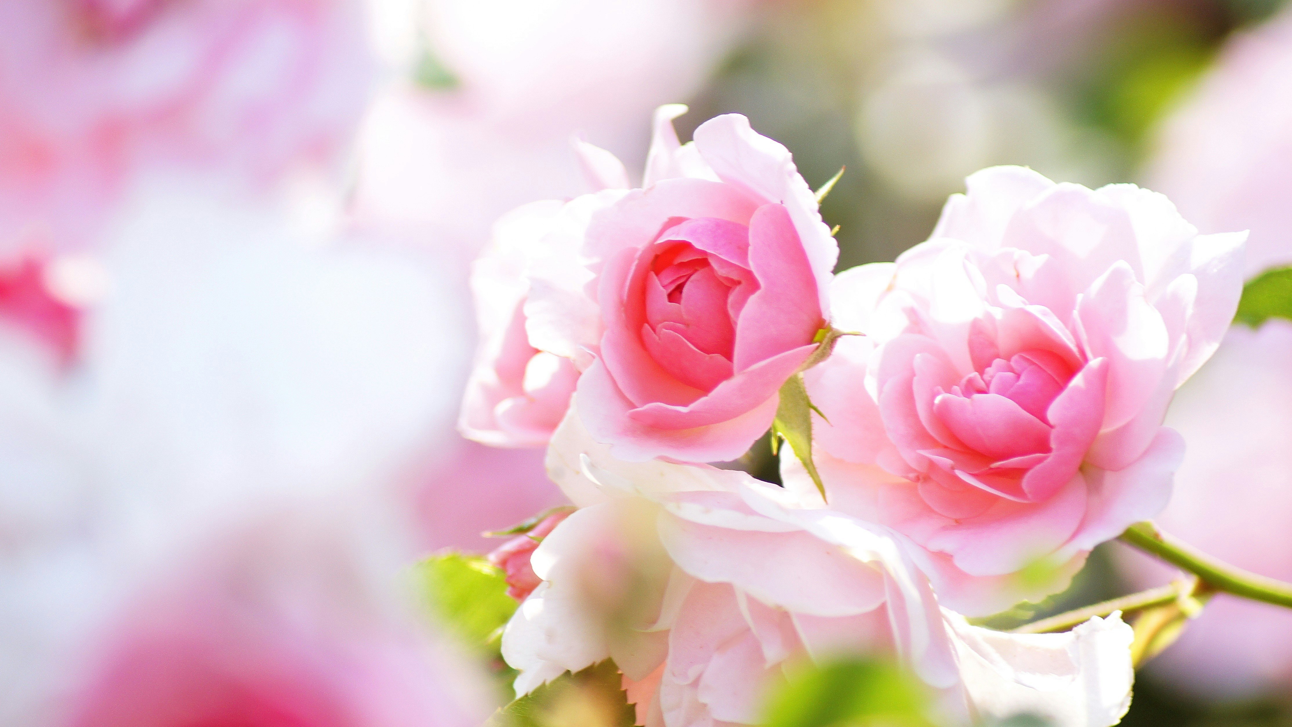 淡いピンクのバラの花束のクローズアップ
