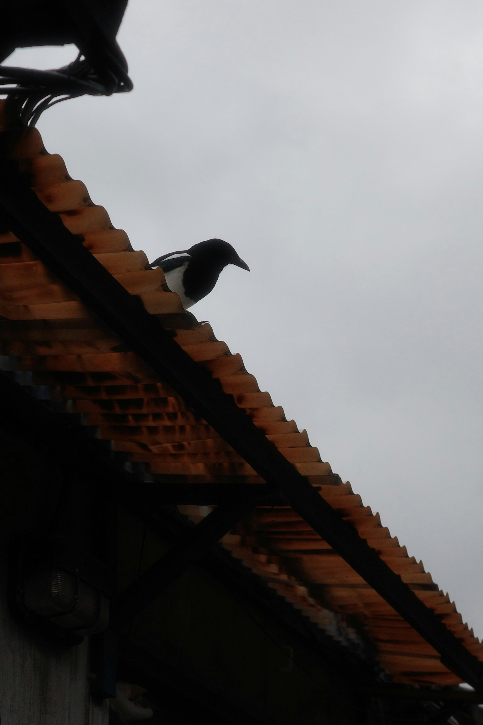 屋根の上にいるカラスのシルエットと曇り空
