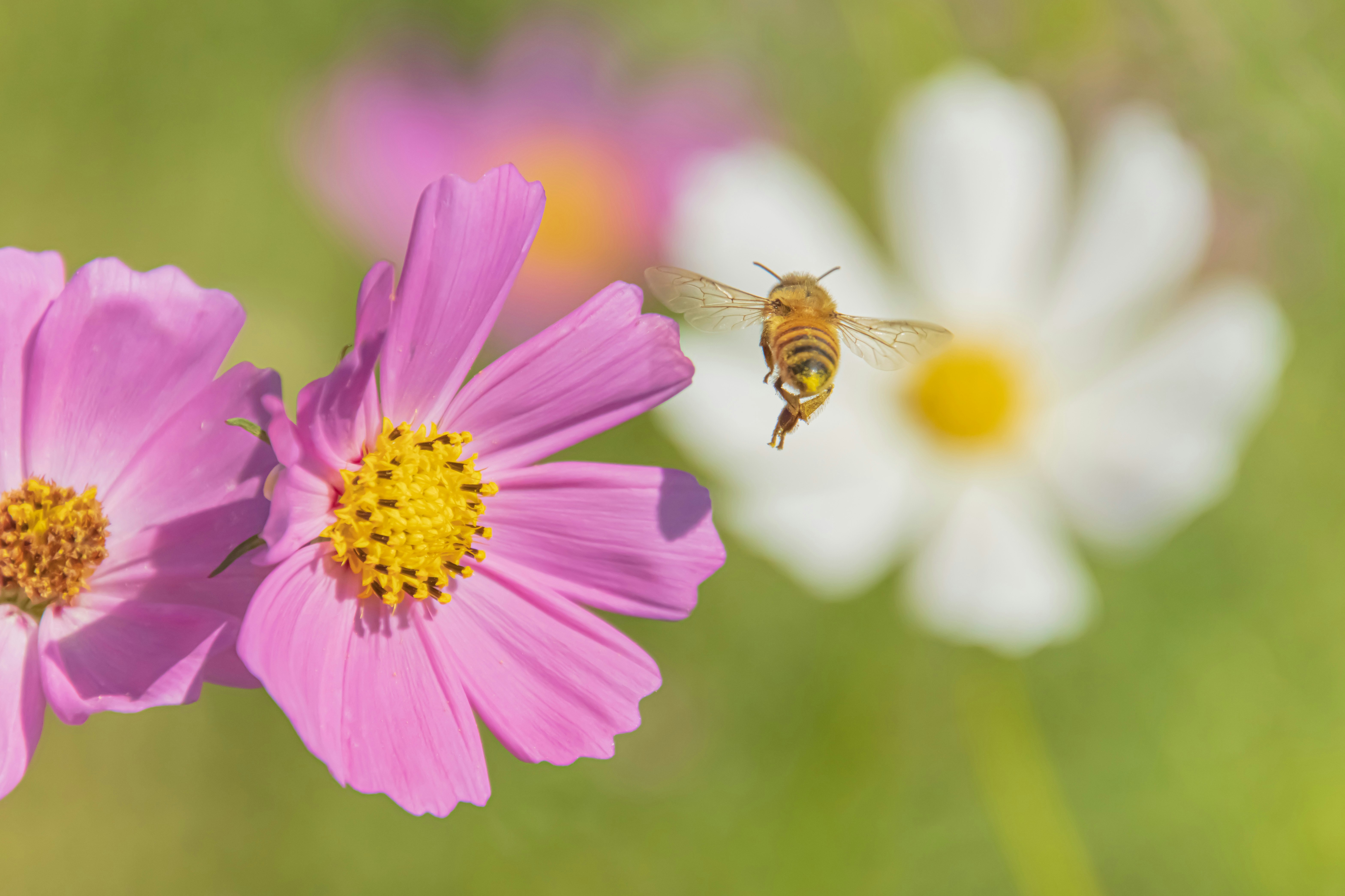 ape su un fiore di cosmo rosa