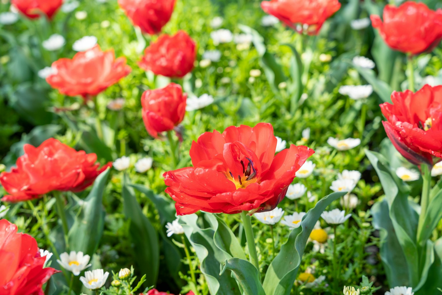Taman bunga yang indah dengan tulip merah dan daisy putih