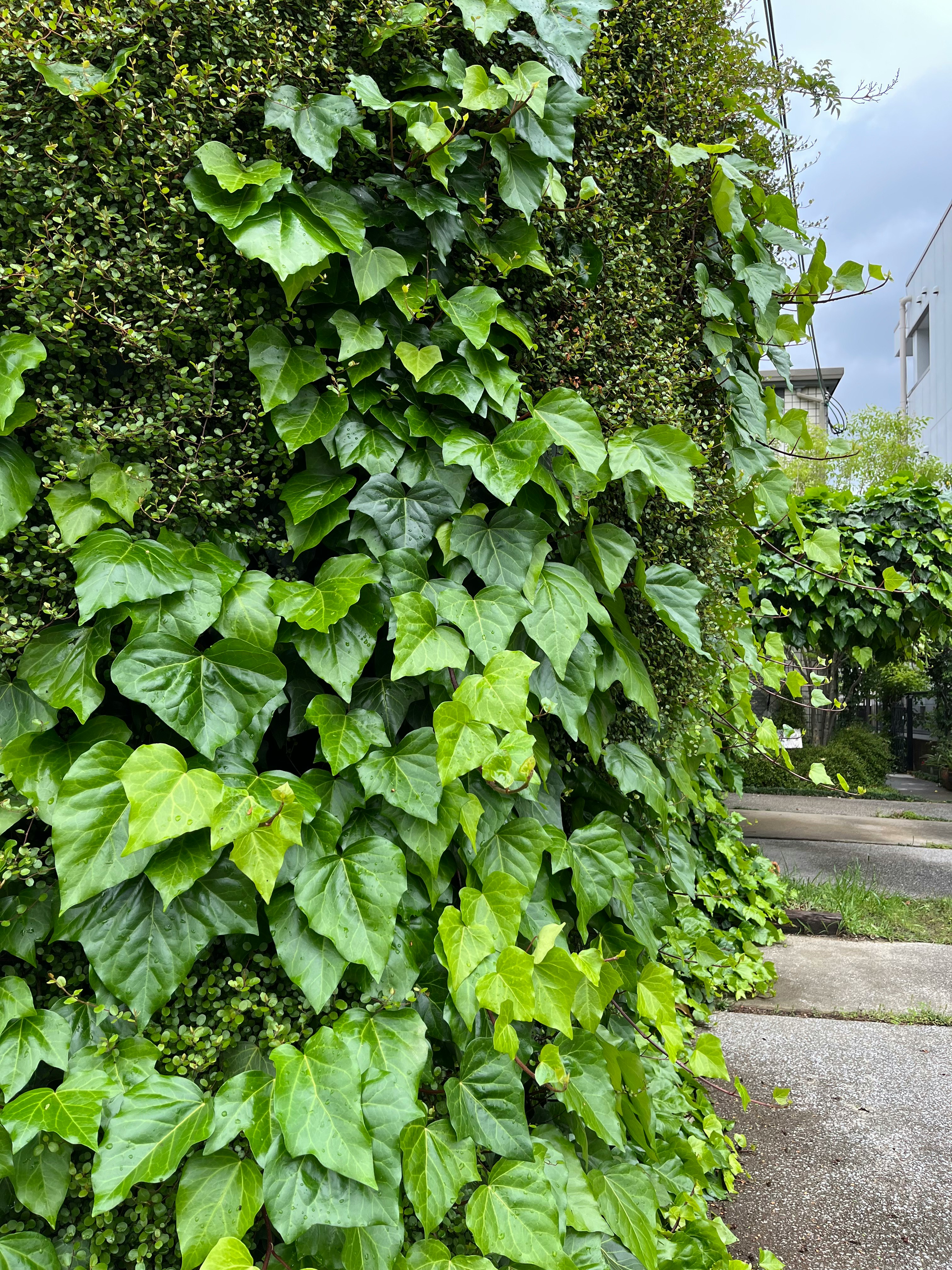 緑のツタが壁を覆う路地の植栽