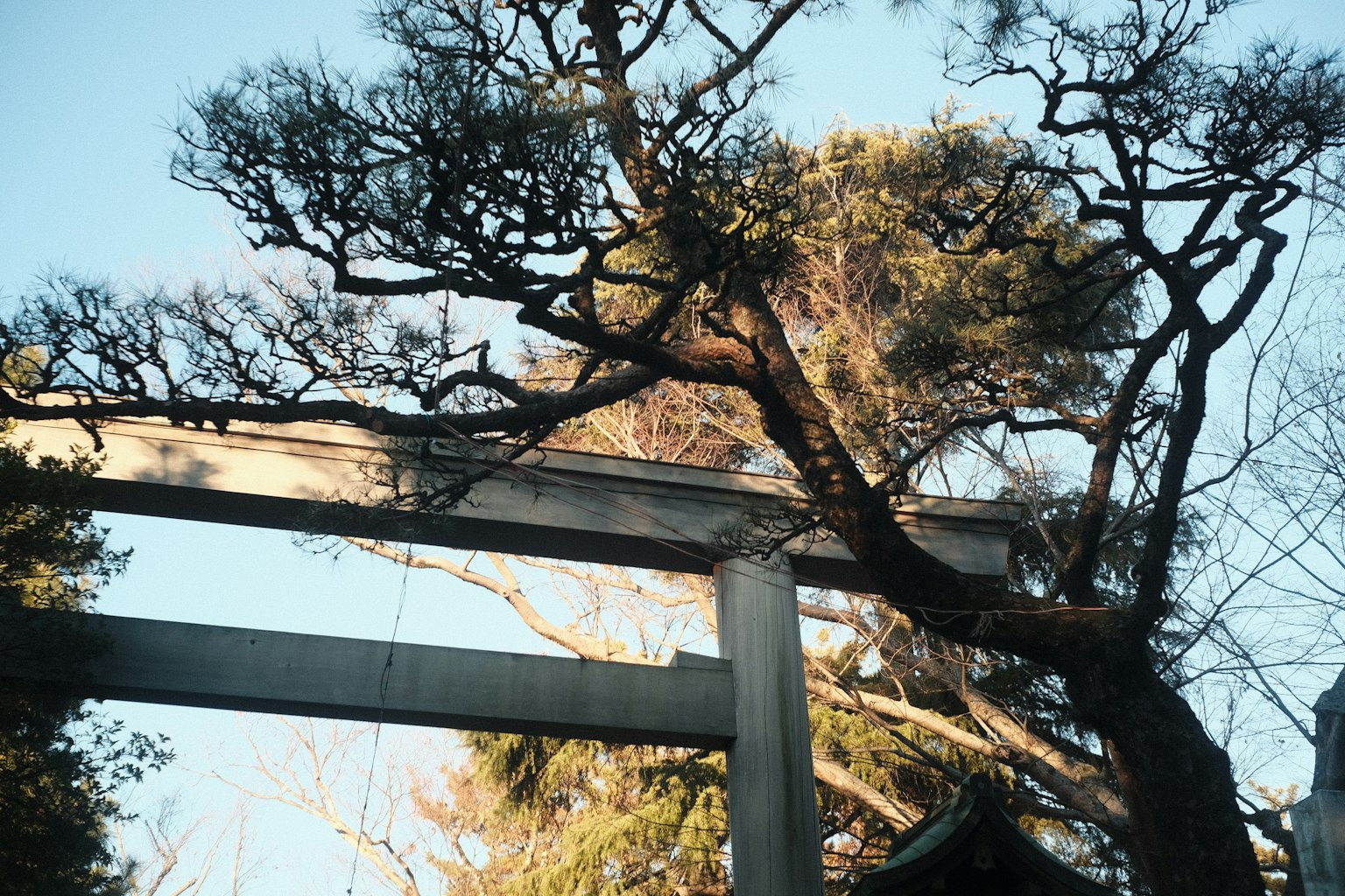 Torii y pino bajo un cielo azul