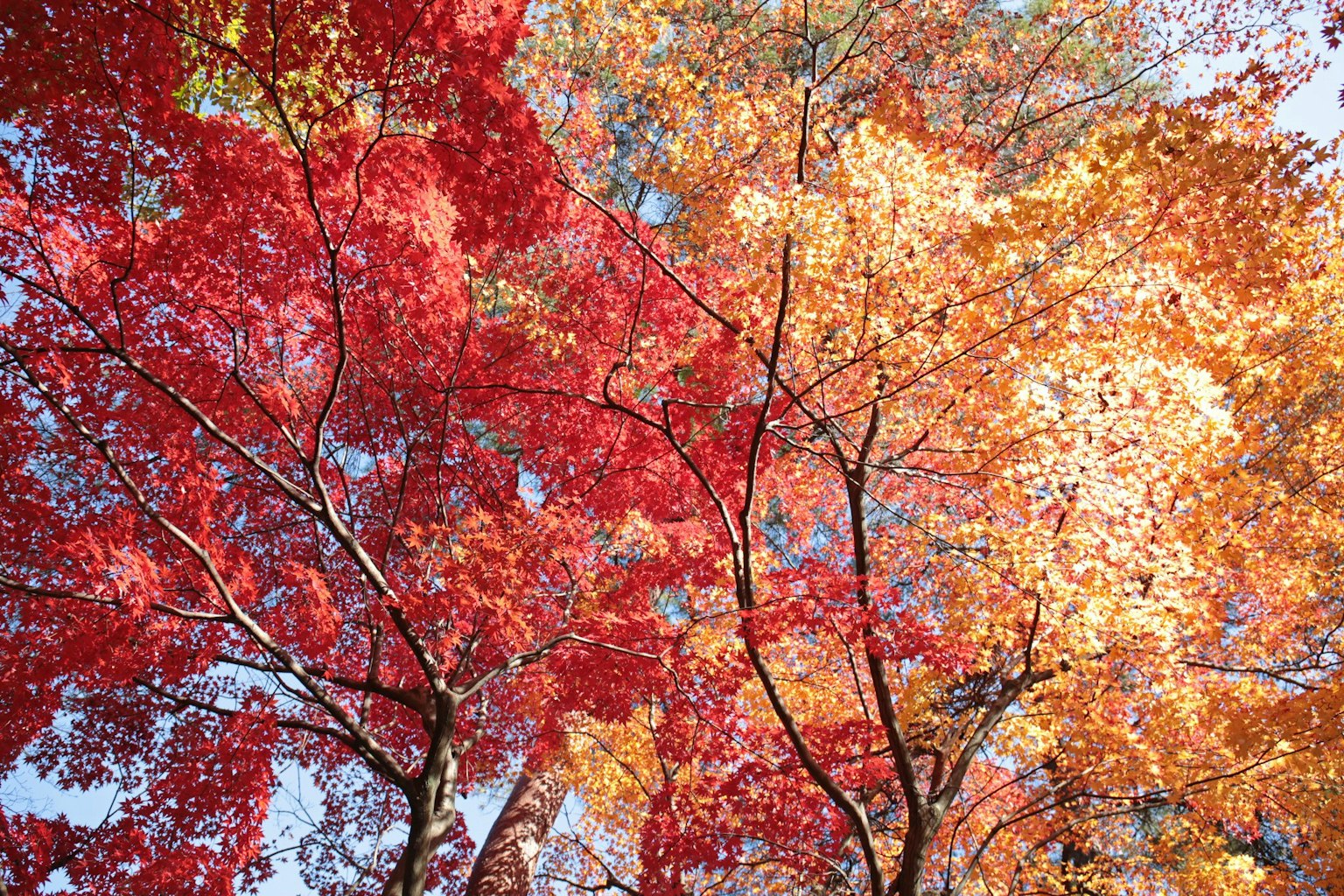 Feuilles rouges et jaunes vibrantes sur des arbres vues d'en bas