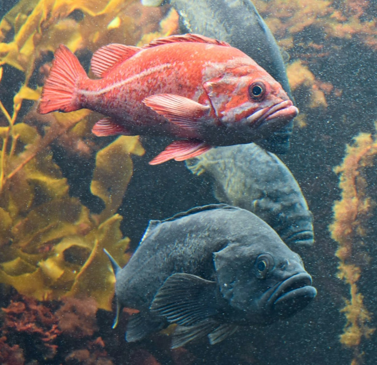 Ikan merah cerah berenang di samping ikan abu-abu gelap di lingkungan bawah air
