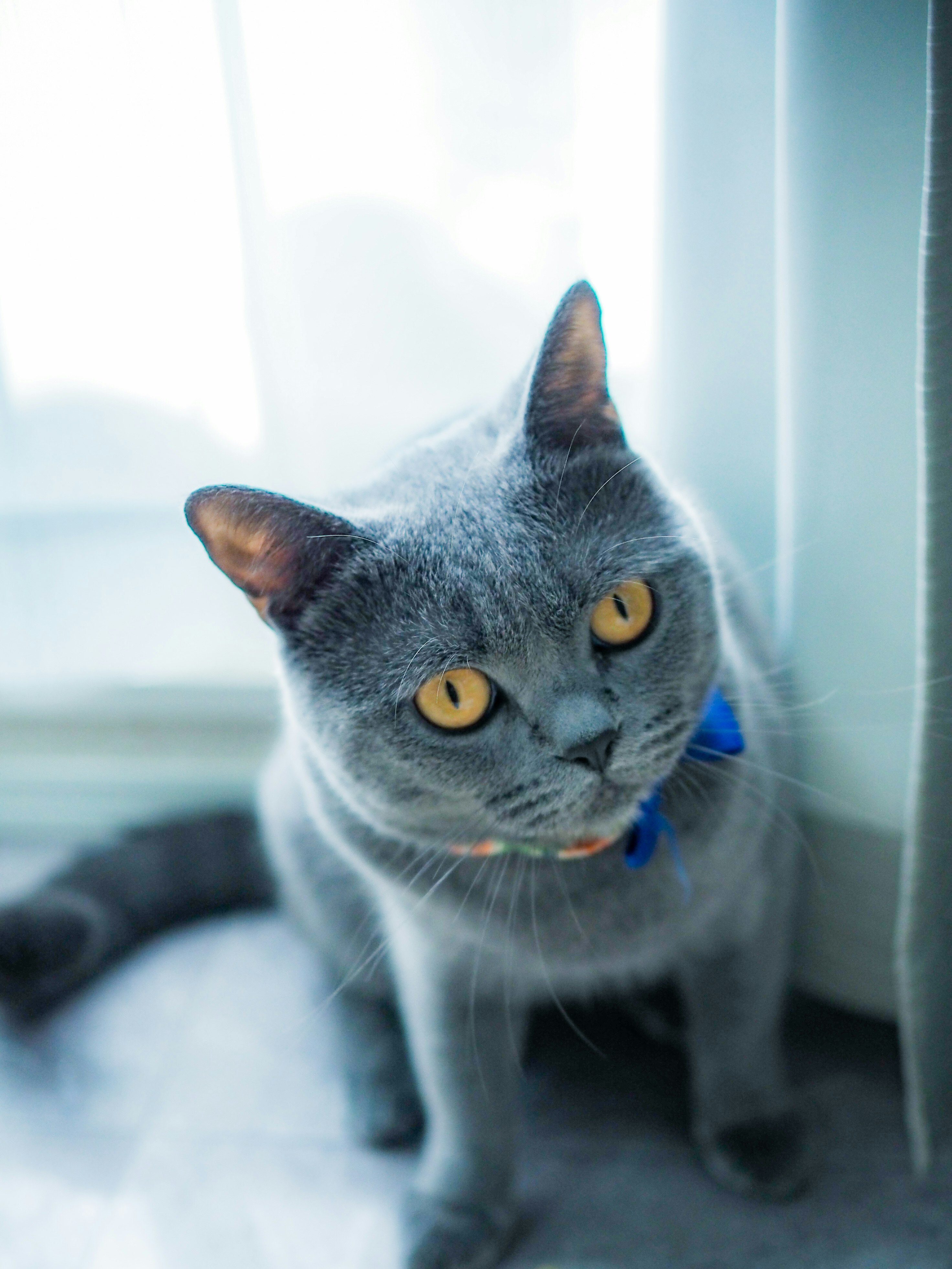 蓝色项圈的灰猫在窗边看向镜头