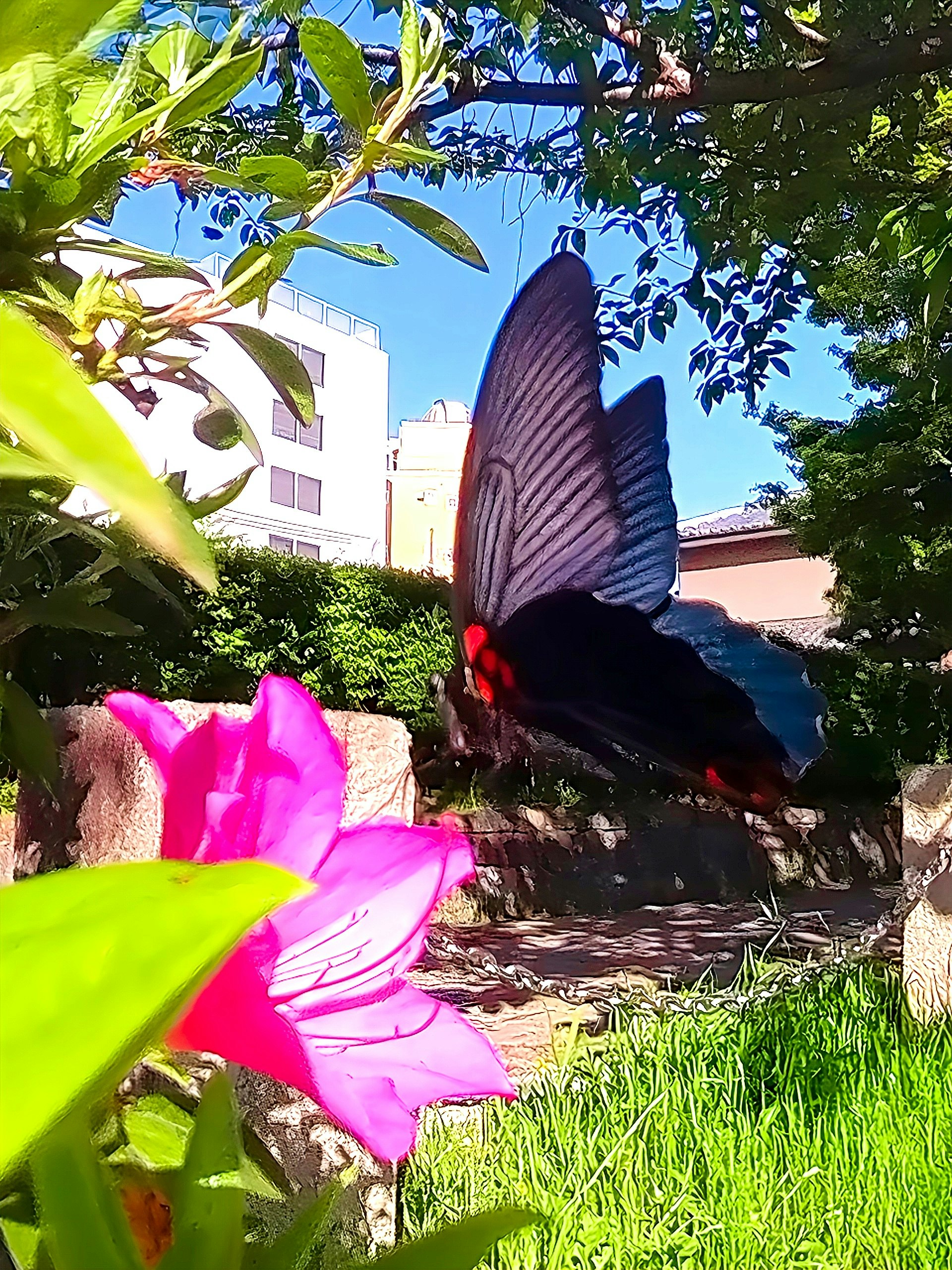 ツツジの花にとまる黒アゲハとアゲハチョウ
