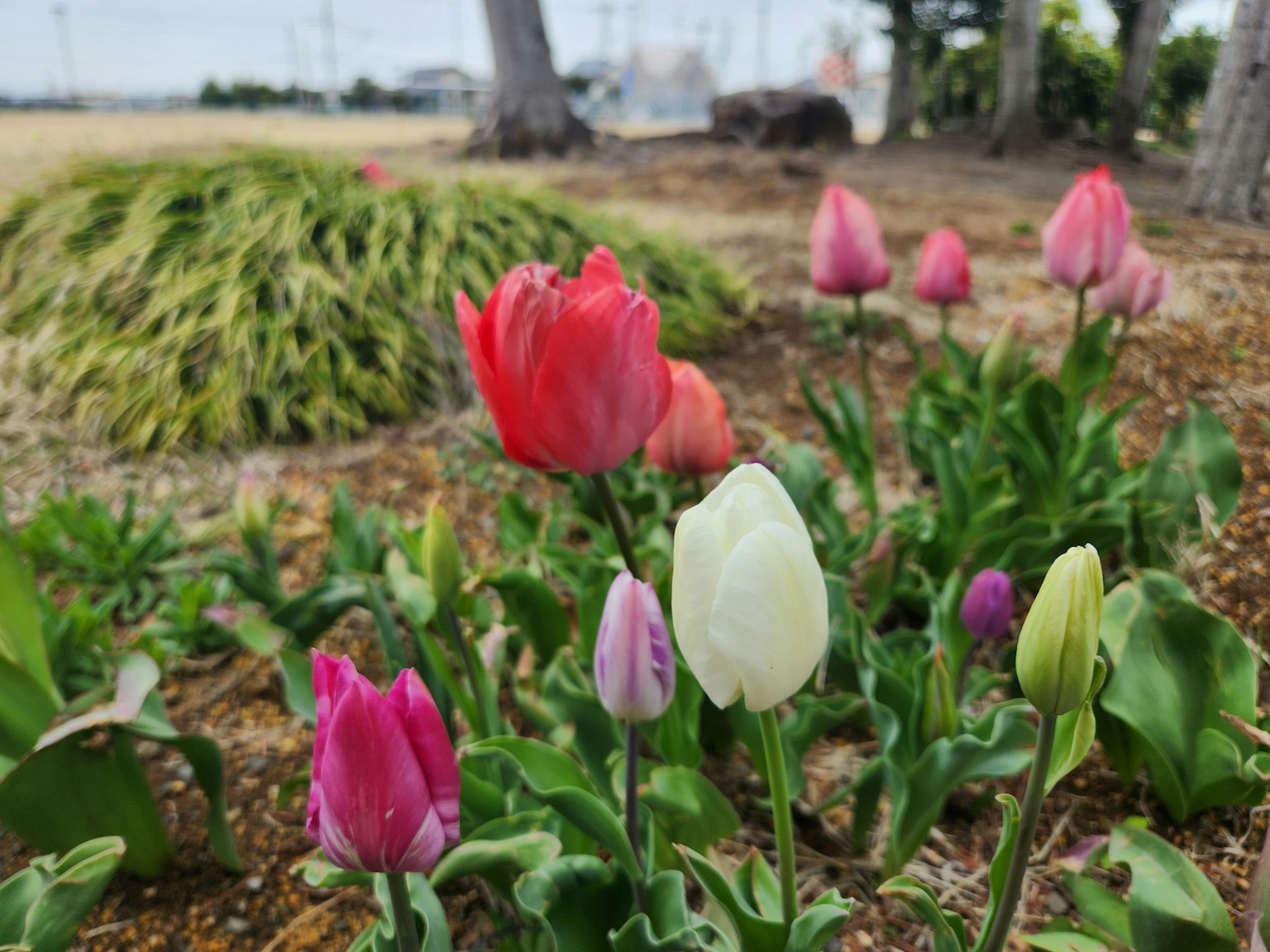 Une scène de jardin avec des tulipes colorées en fleurs