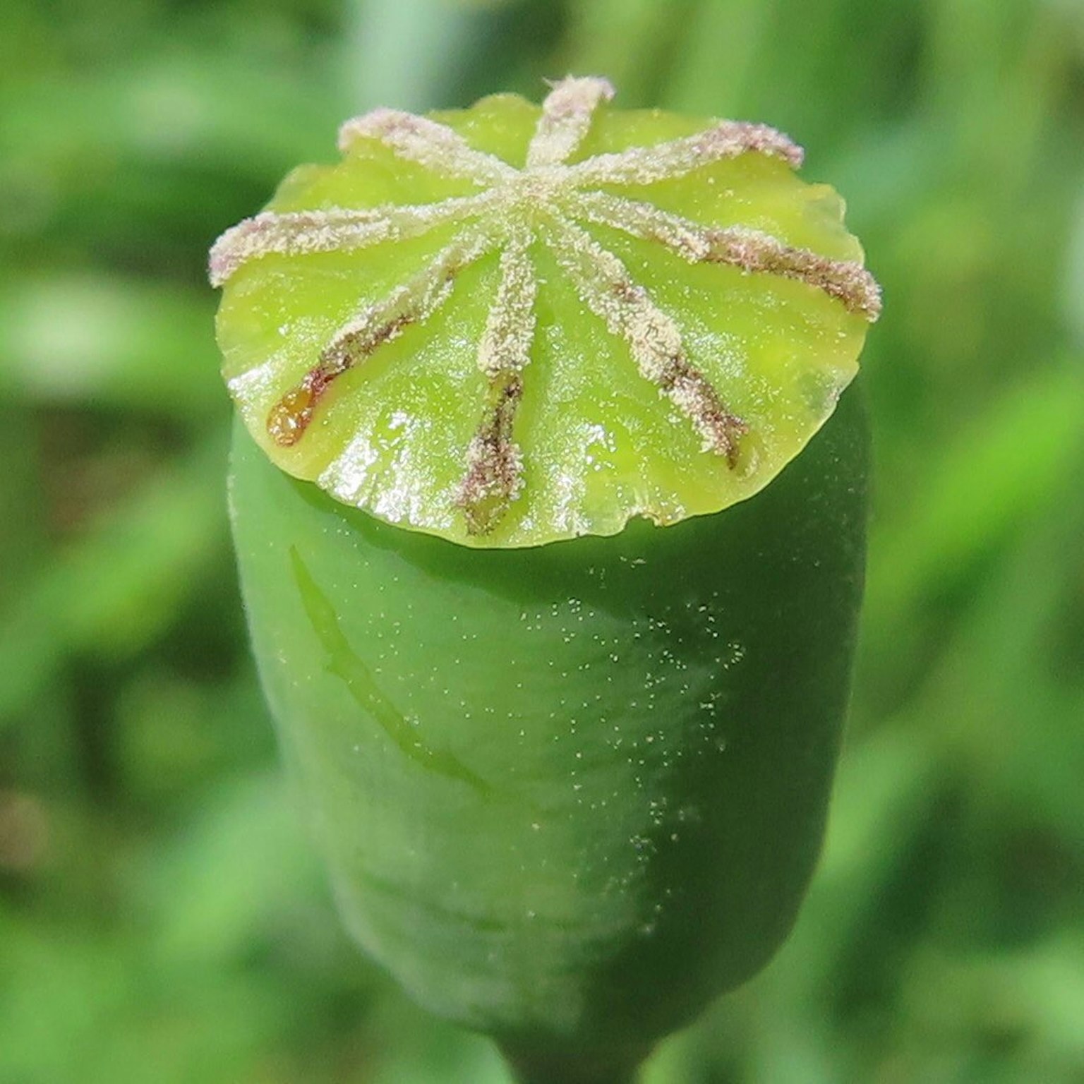 Gousse de pavot vert avec un capuchon floral